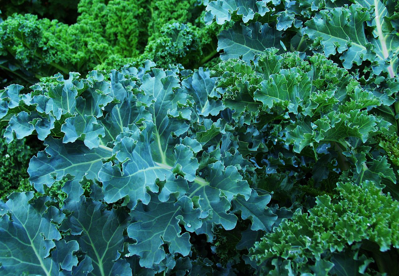 Singing the praises of kale and cauli, baby
