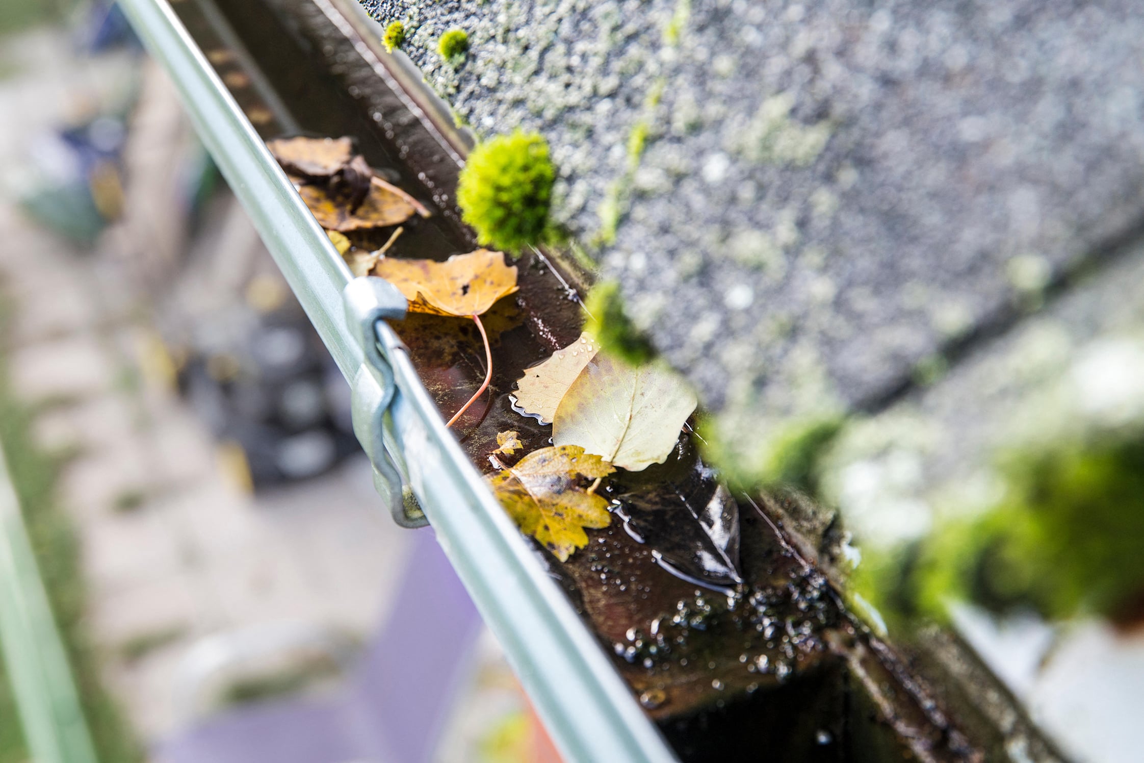 Lichen.