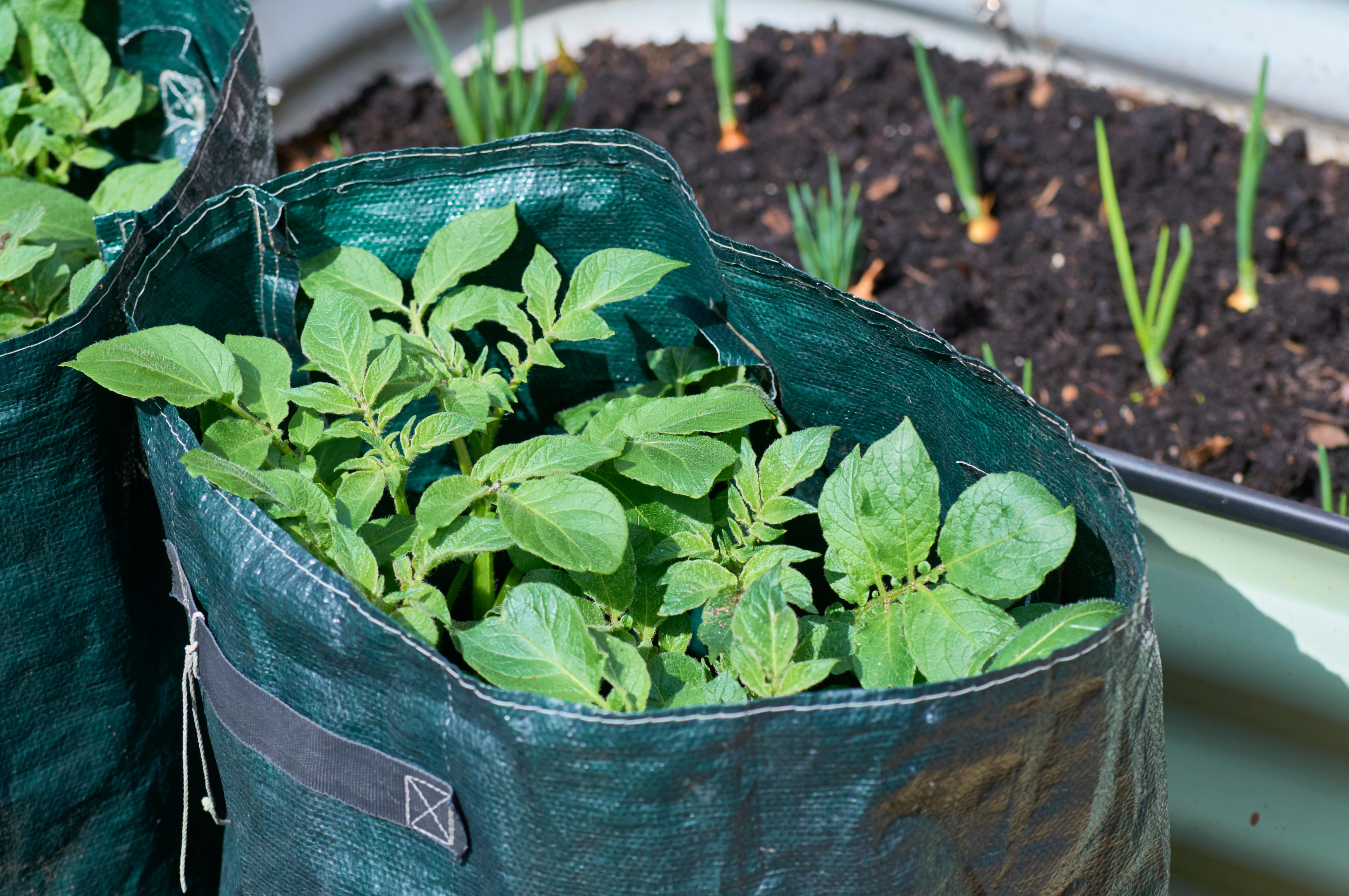 Spring garden tasks