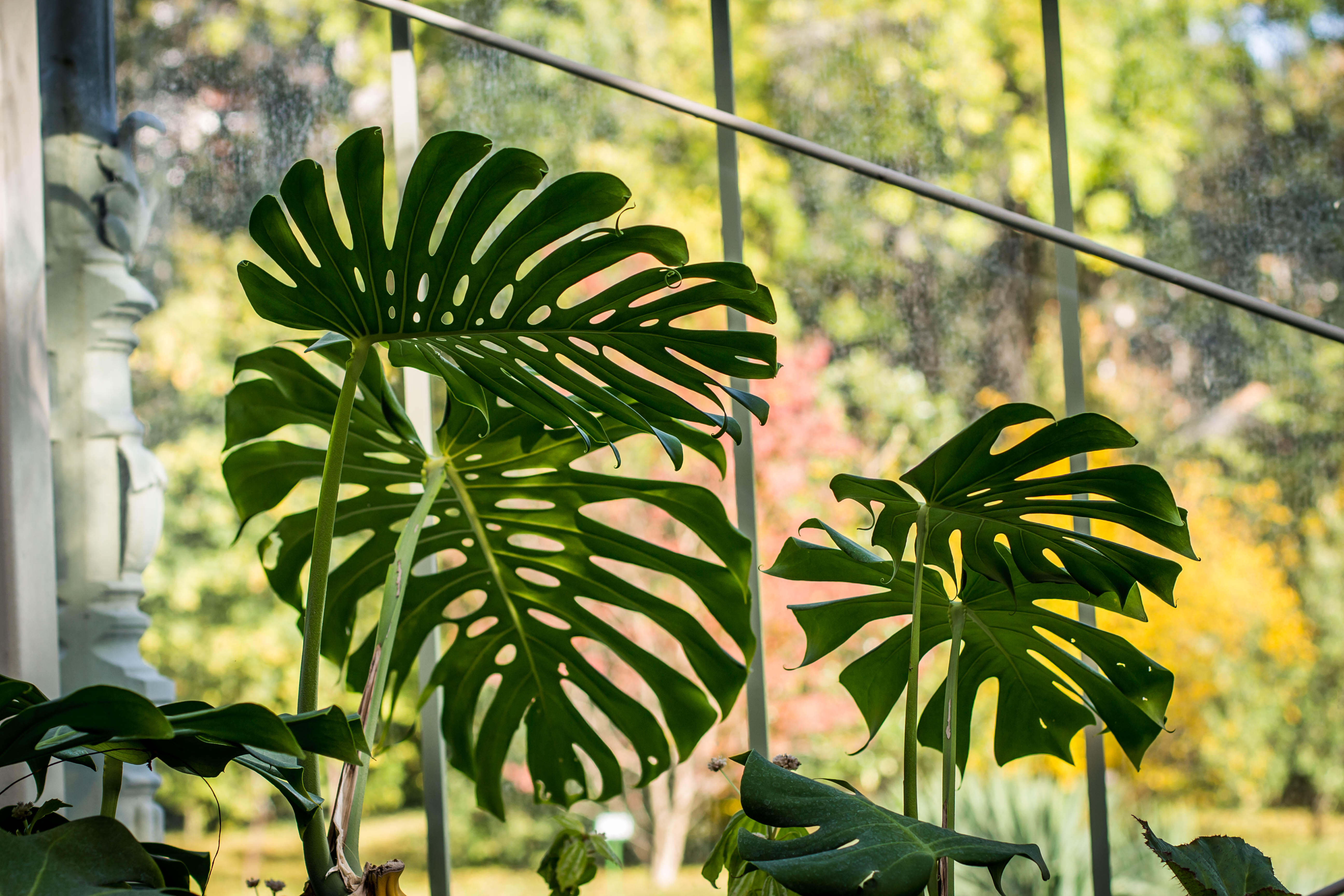 The winter garden