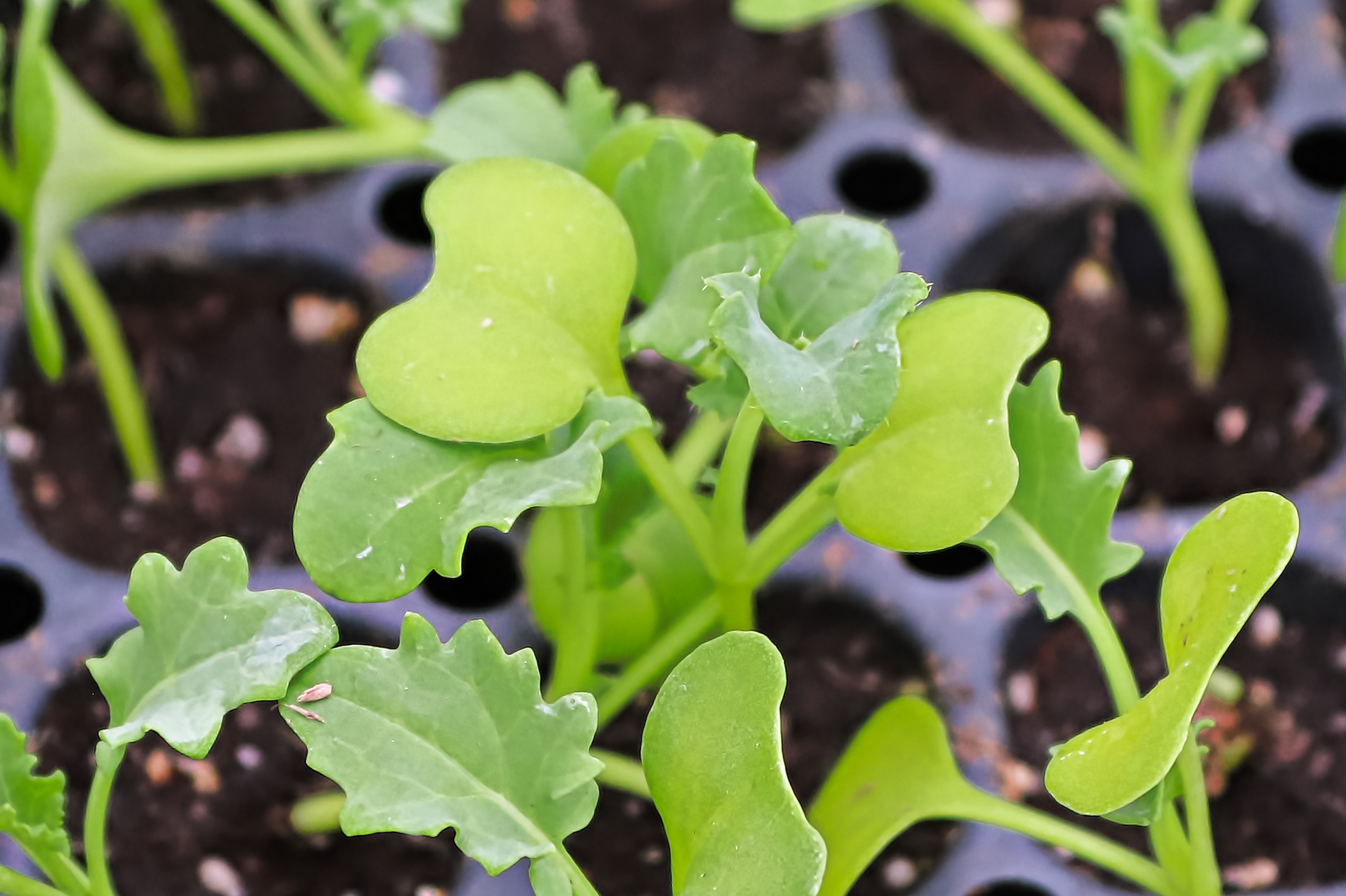 Kale seedlings in the garden.