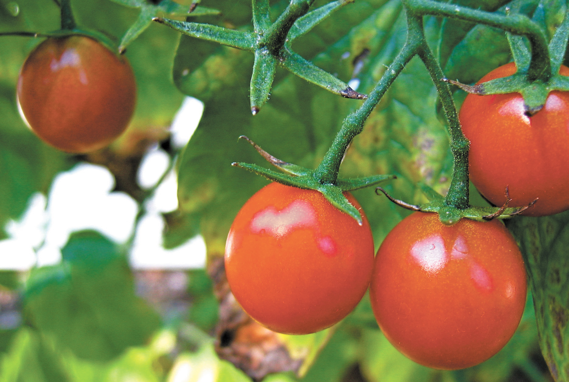 Enjoy the fruits of tomato-growing labour