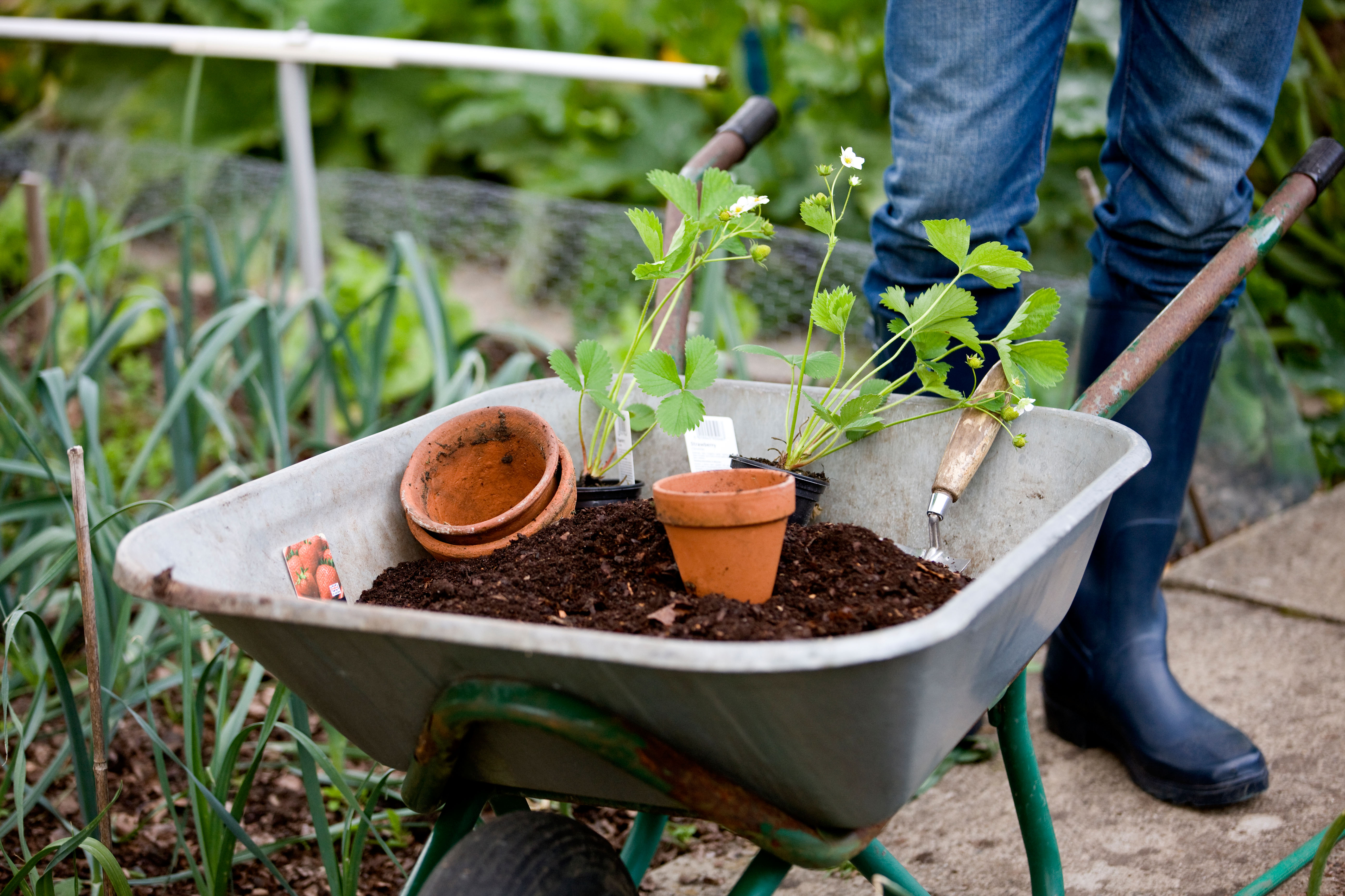 Summer gardening