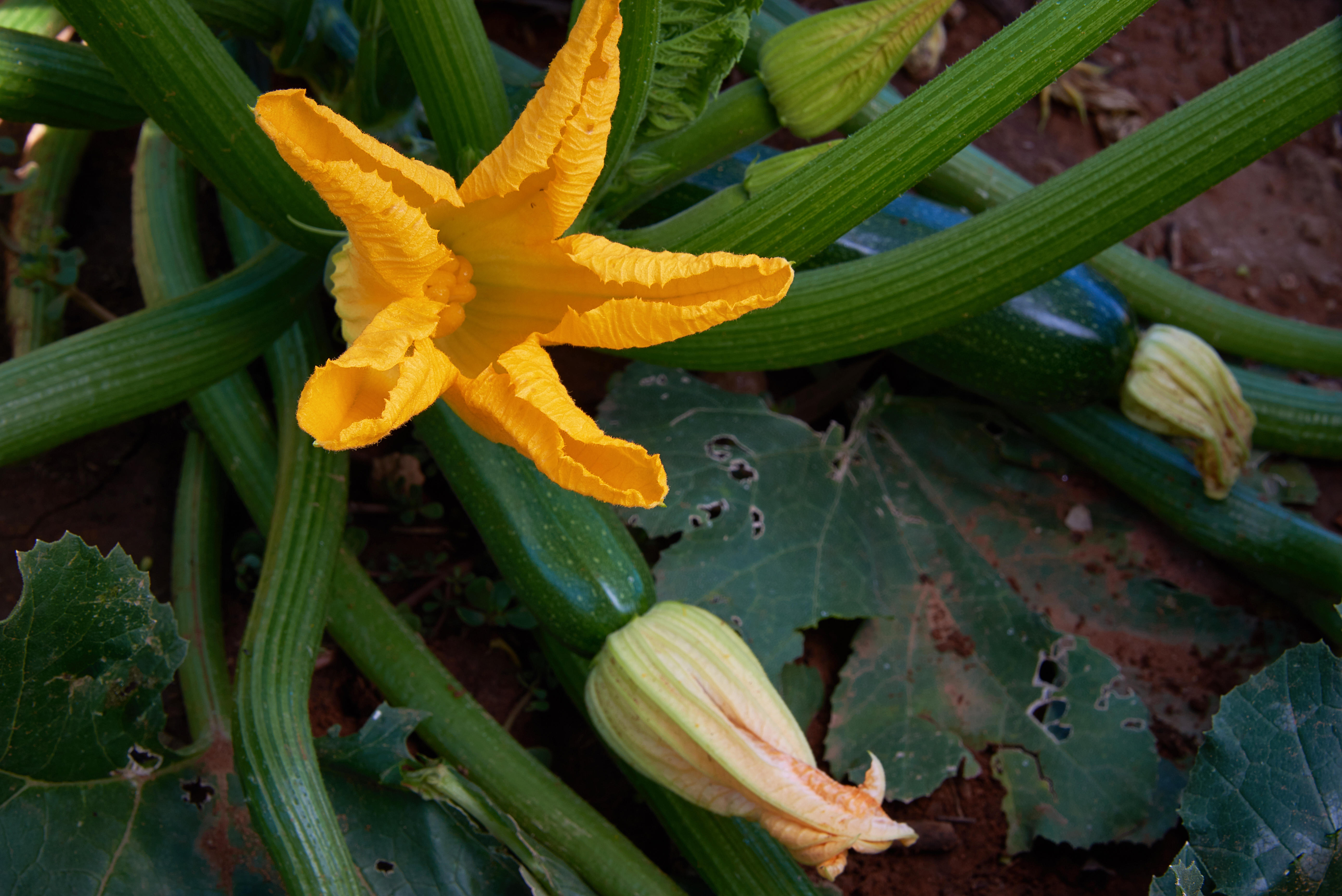 End-of-life questions in the garden