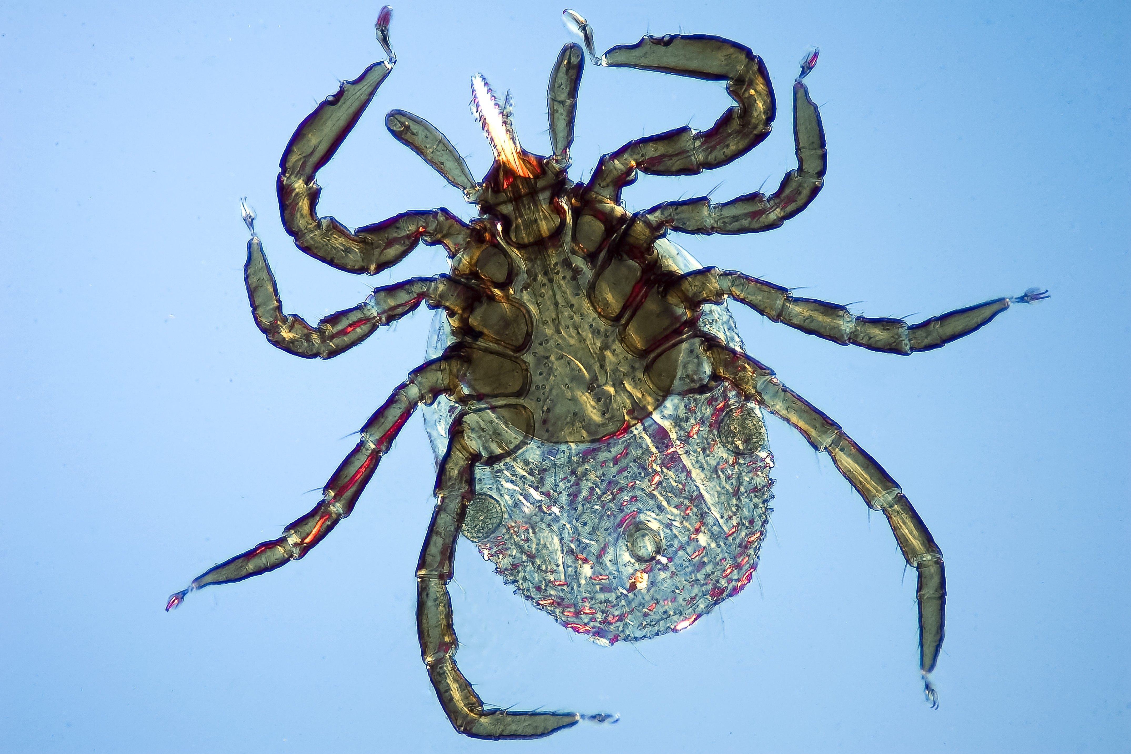 Australia ticked off by Lyme disease