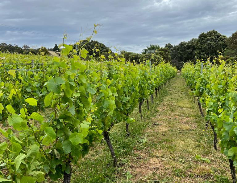 A vineyard under a cloudy sky.