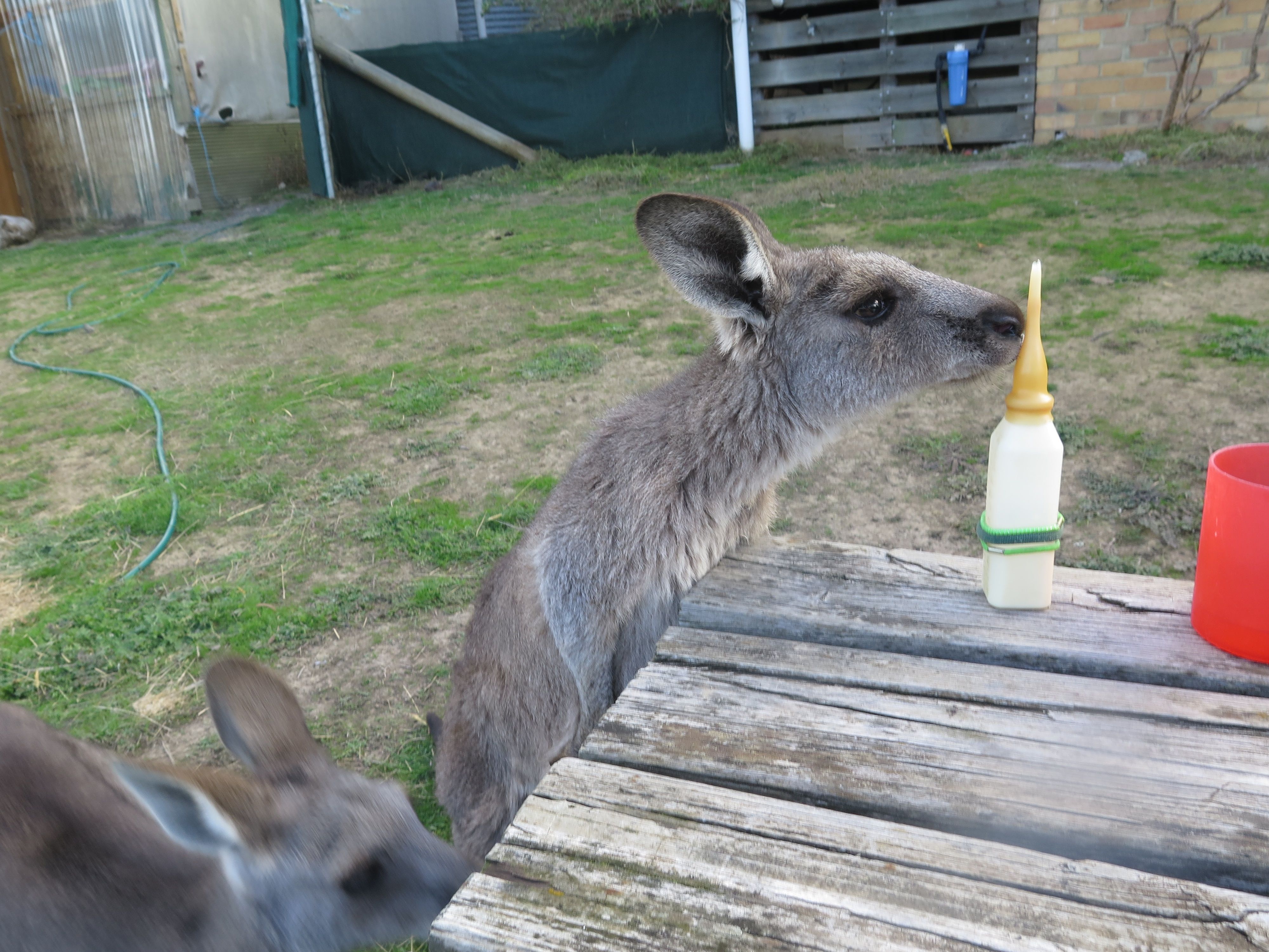 Roo shock for wildlife rescue