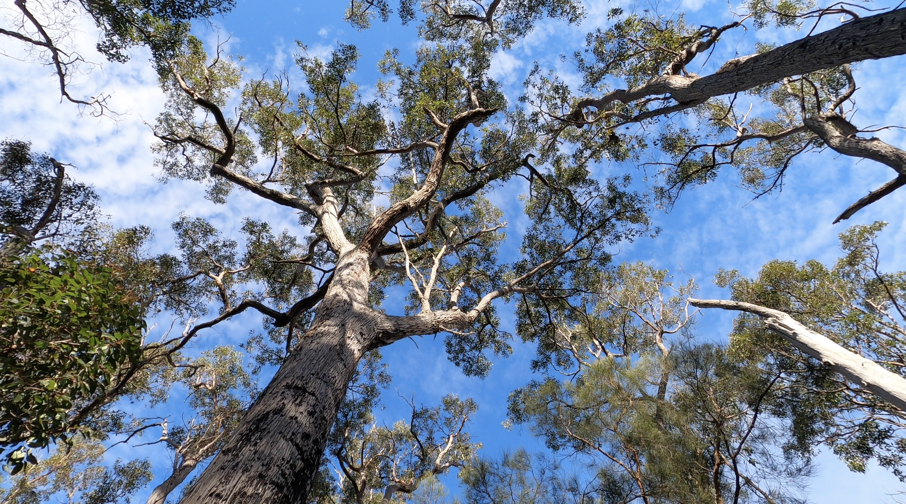 How the fight to save WA’s native forests was finally won