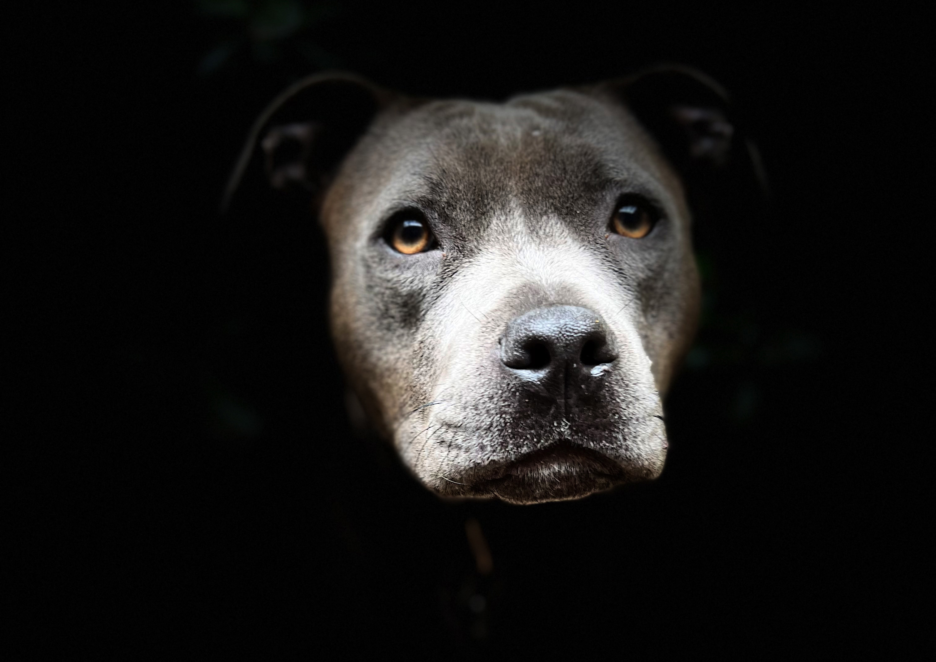 The rise and demise of pandemic puppies