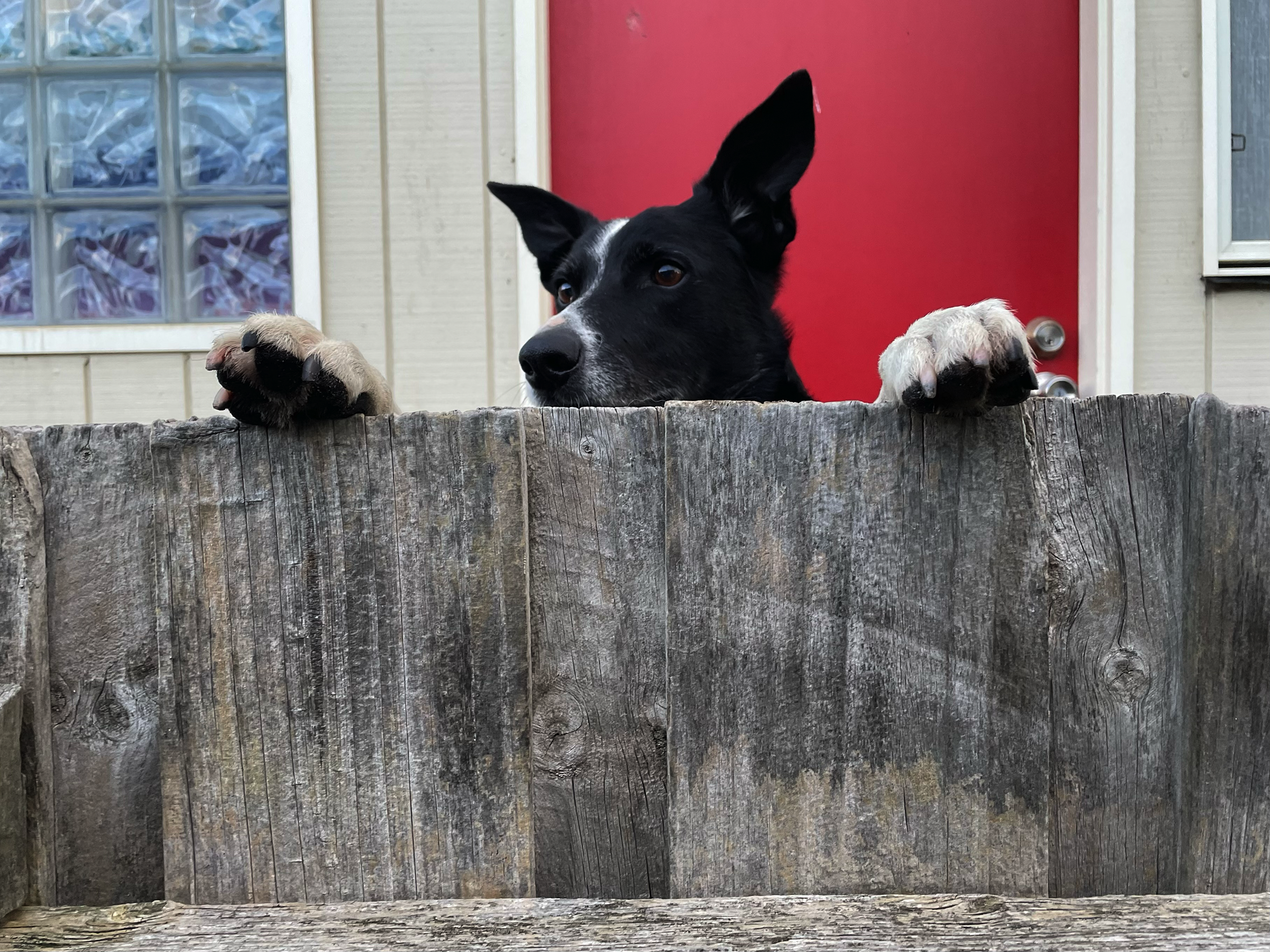 A dog peaks over a neighbourhood fence.