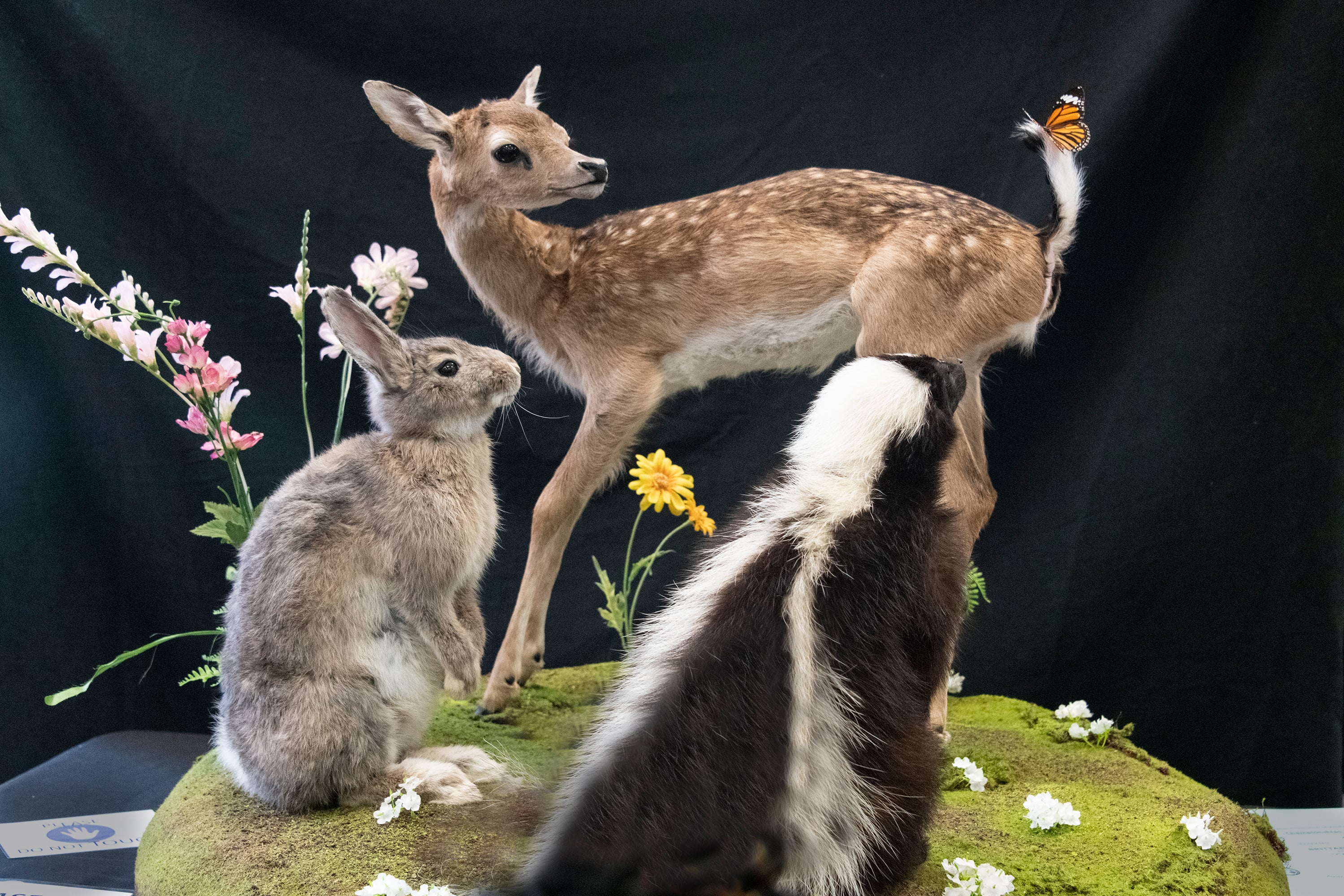 The new taxidermy