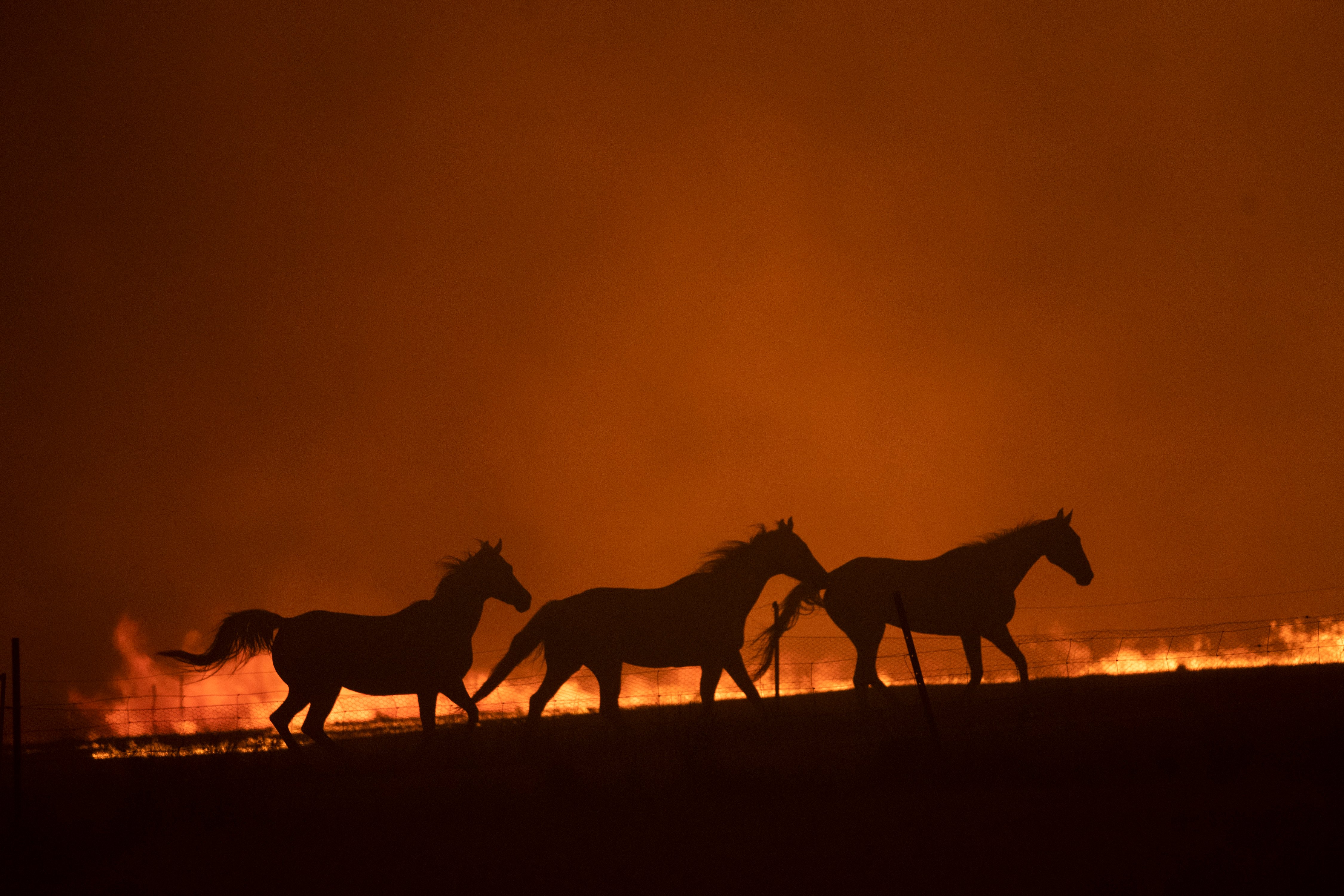 Planning to protect animals in a disaster