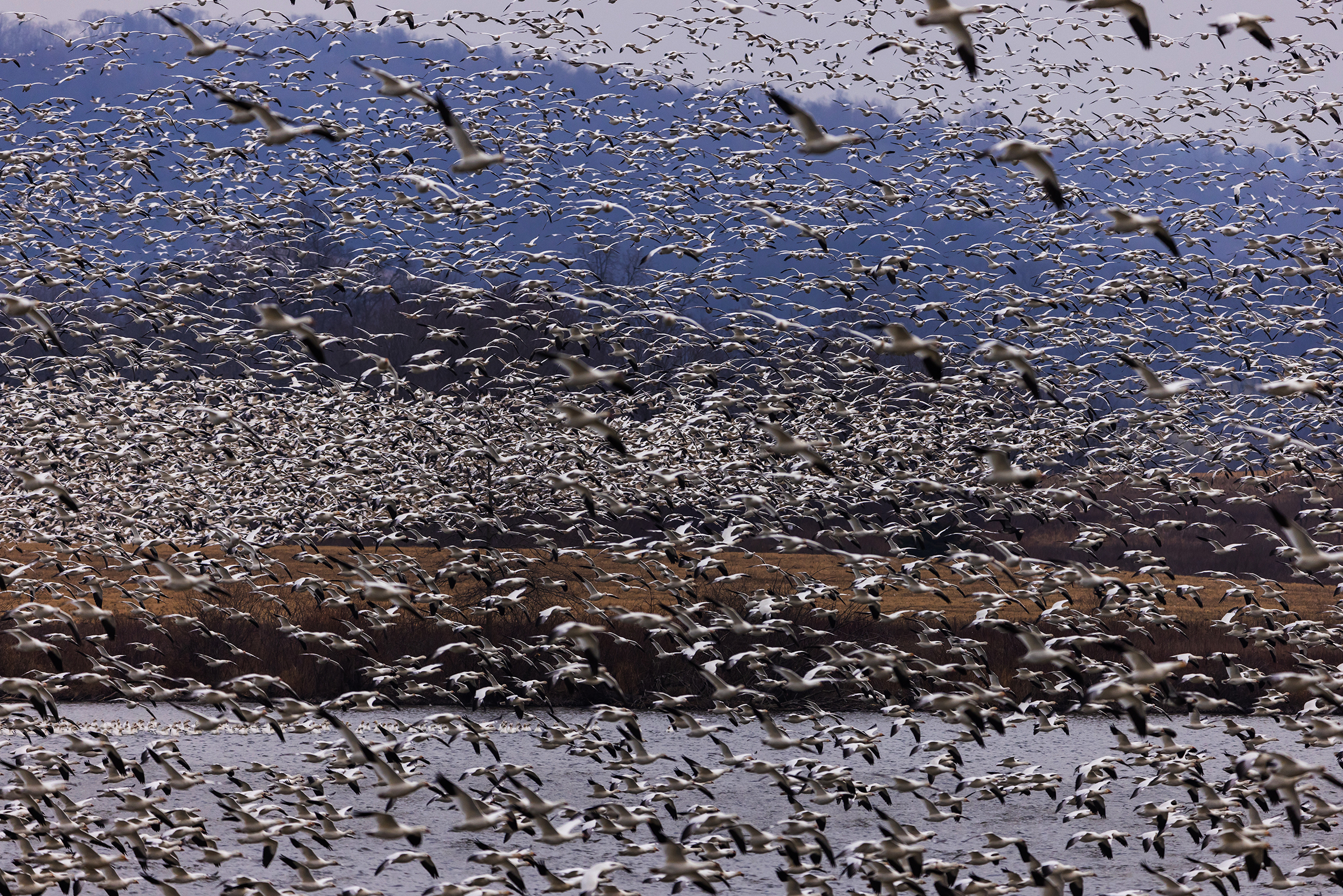 A flock of birds.
