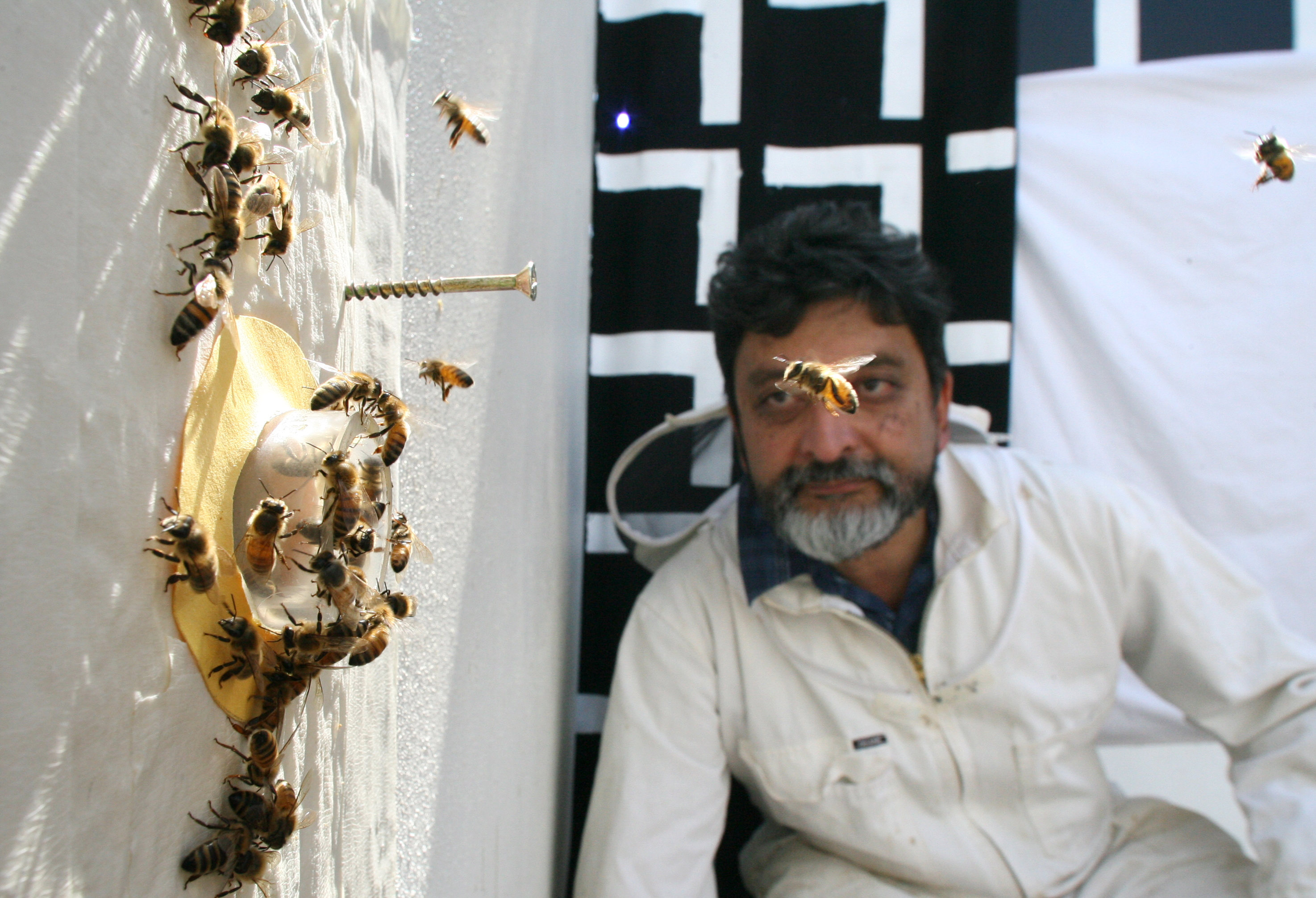 Professor Mandyam Veerambudi Srinivasan studying bees in 2006.