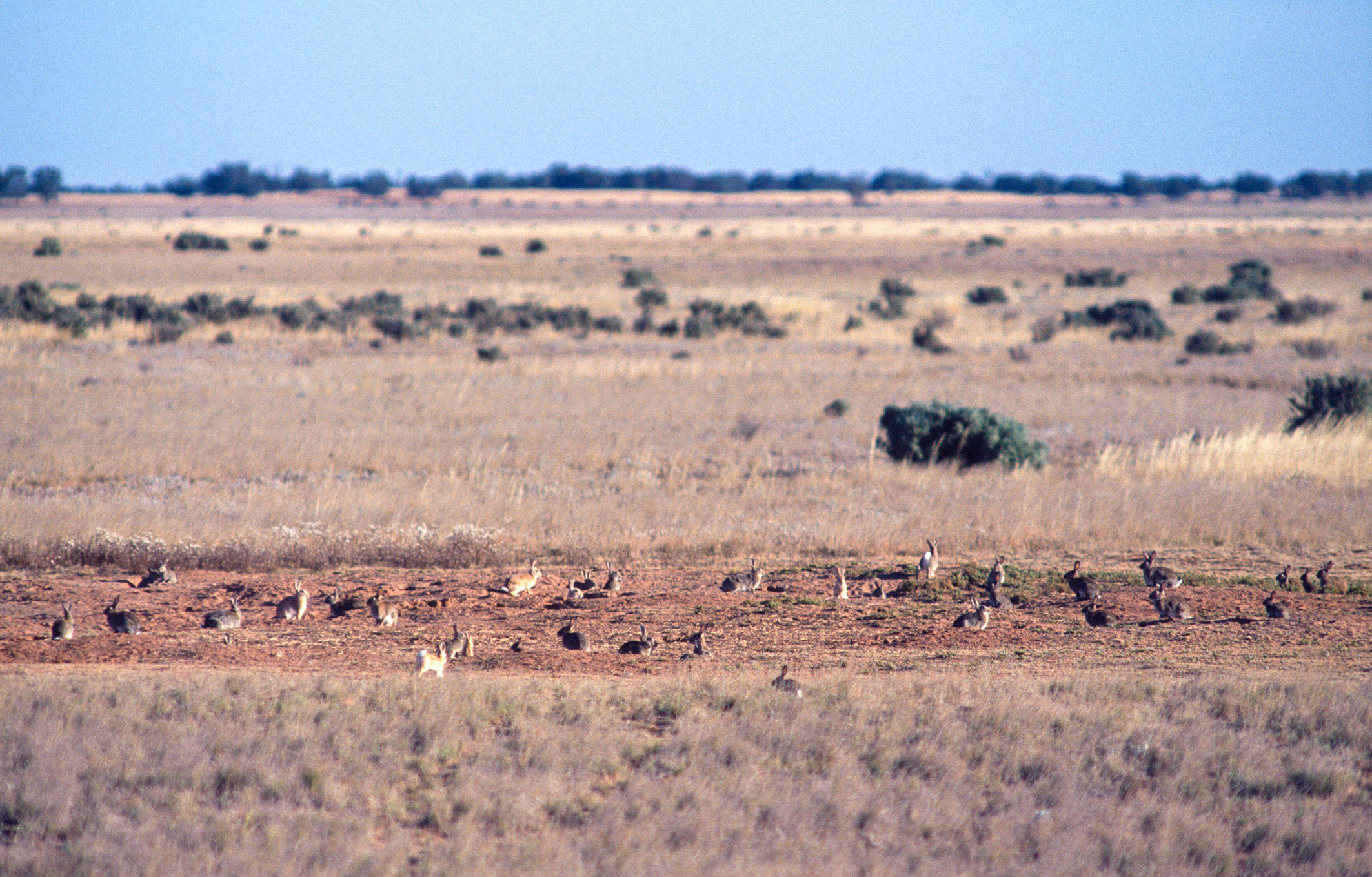 Australia once again losing the rabbit war