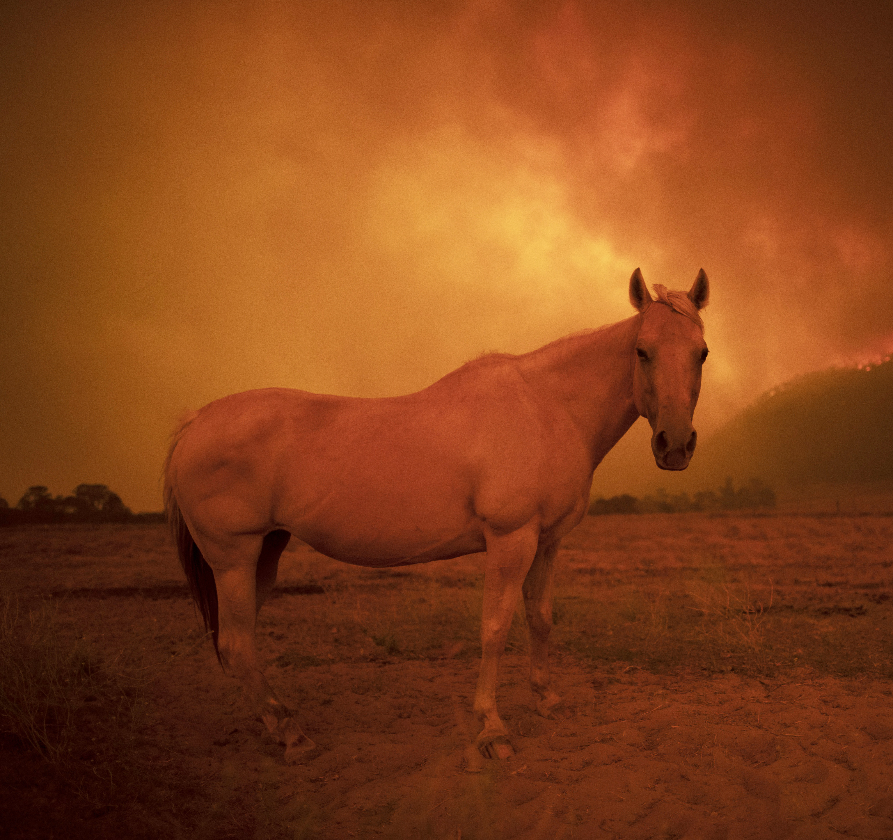 Covid-19 saved Morrison, but climate is the real test