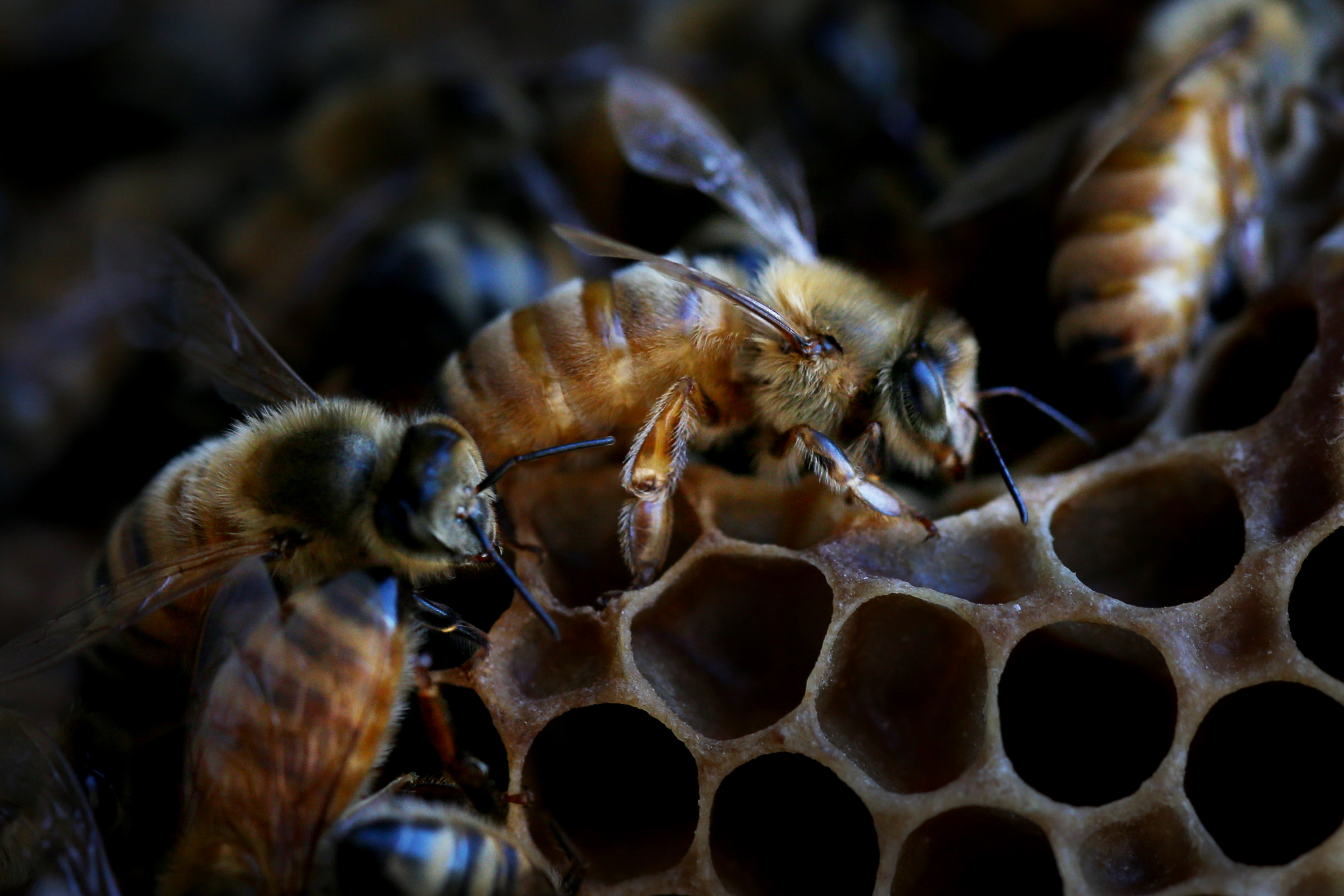 What’s the answer to Australia’s bee crisis?