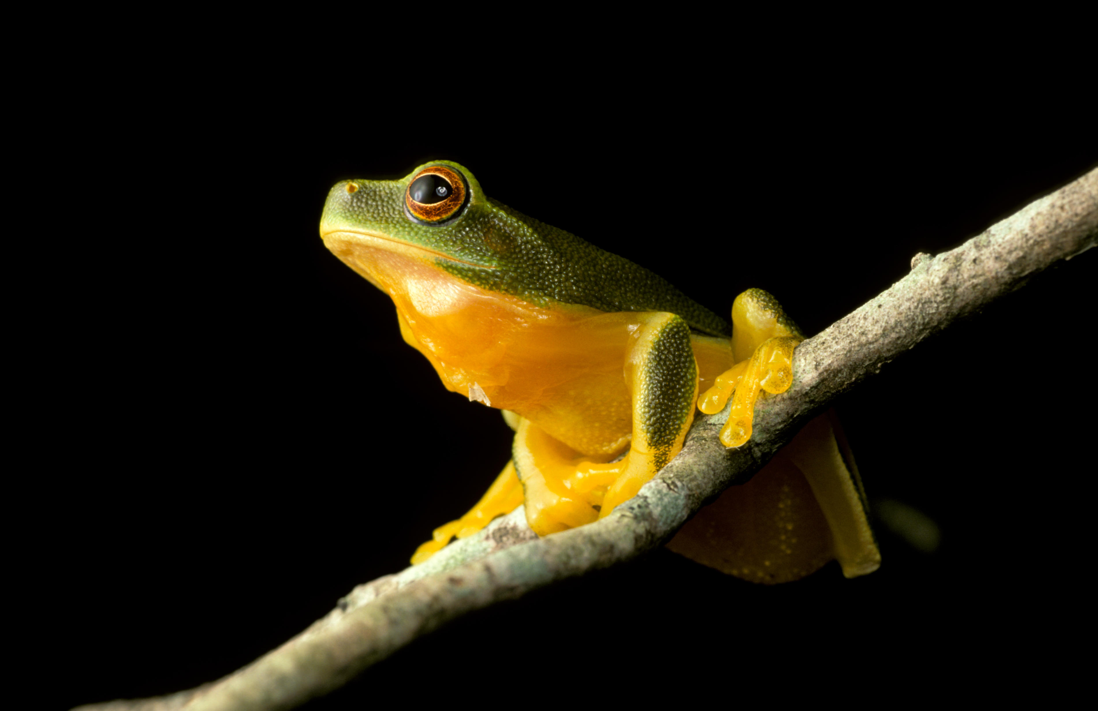 Why are frogs dying?