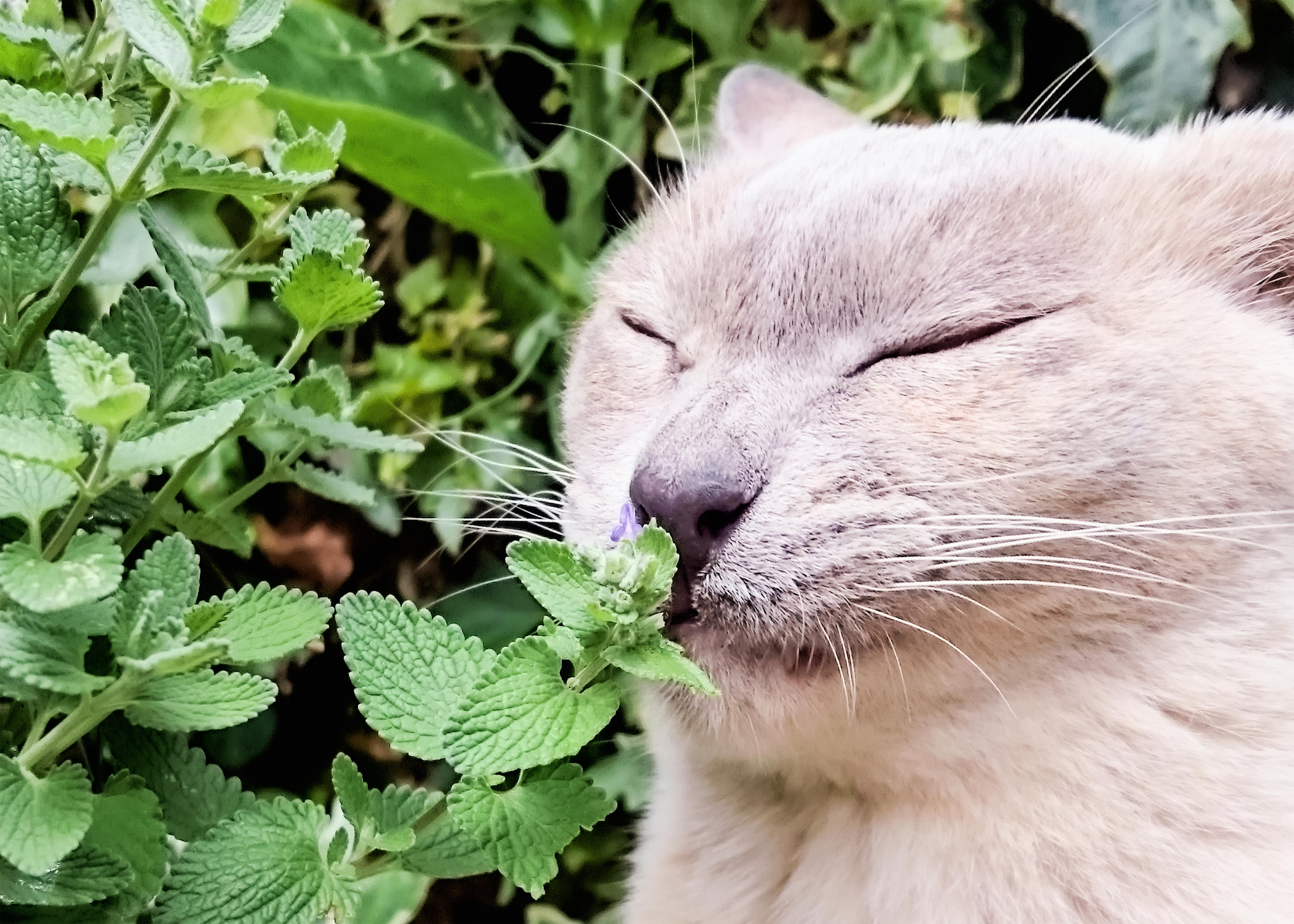 Pets in the garden