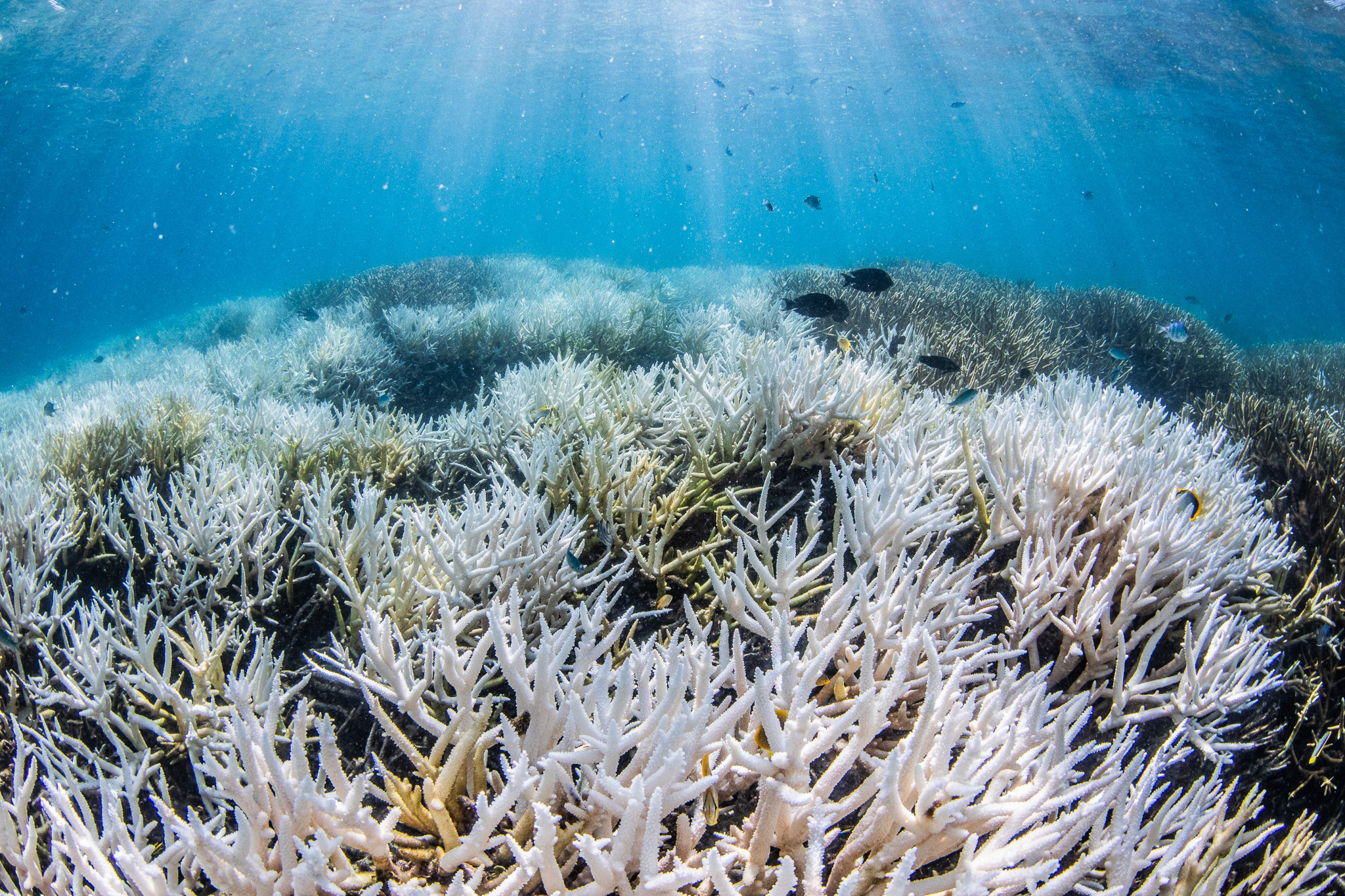 Bleached coral.