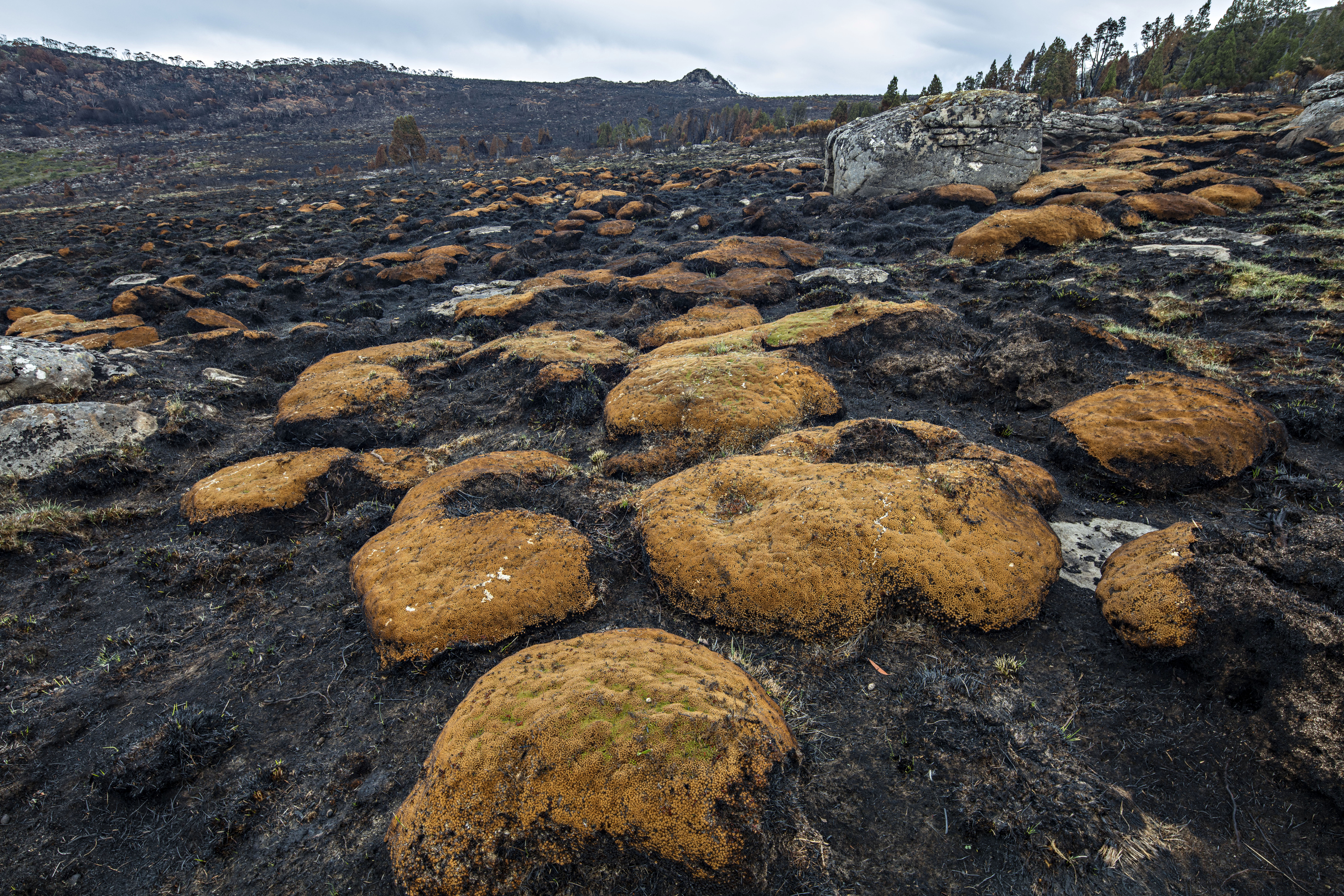 Politicising the Tasmanian bushfires