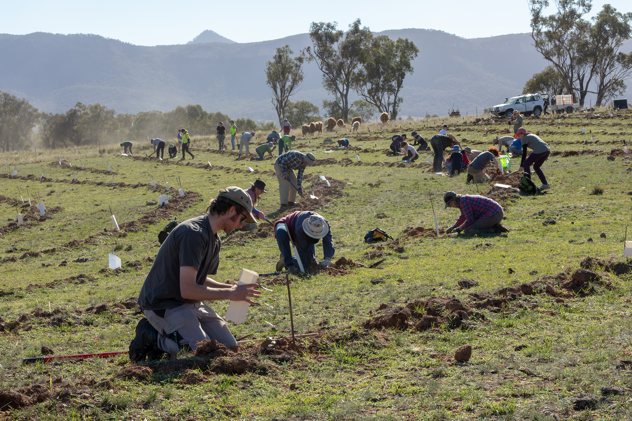 Doubts about tree-planting programs