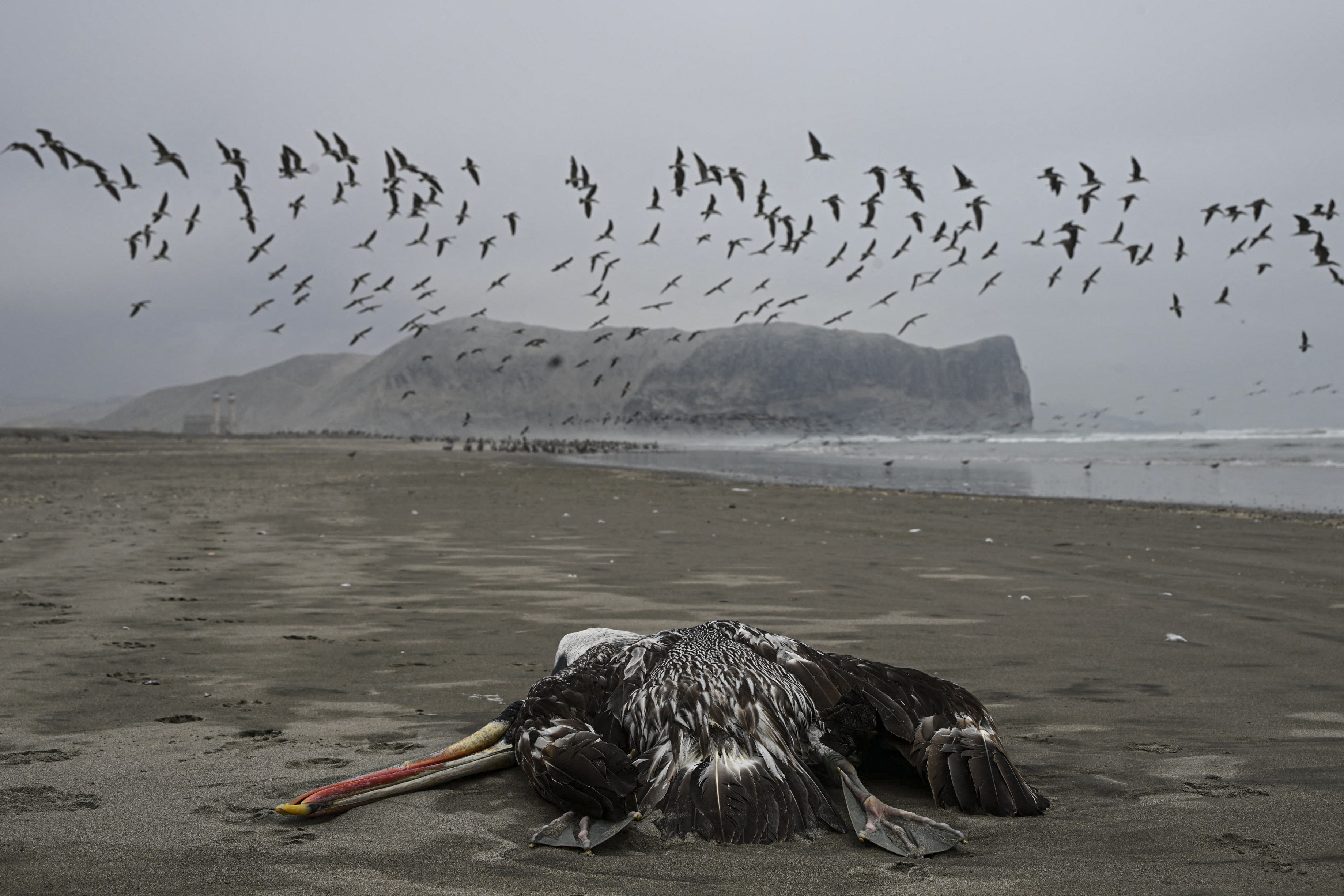 A pelican suspected to have died from H5N1 avian influenza on a beach in Lima. 
