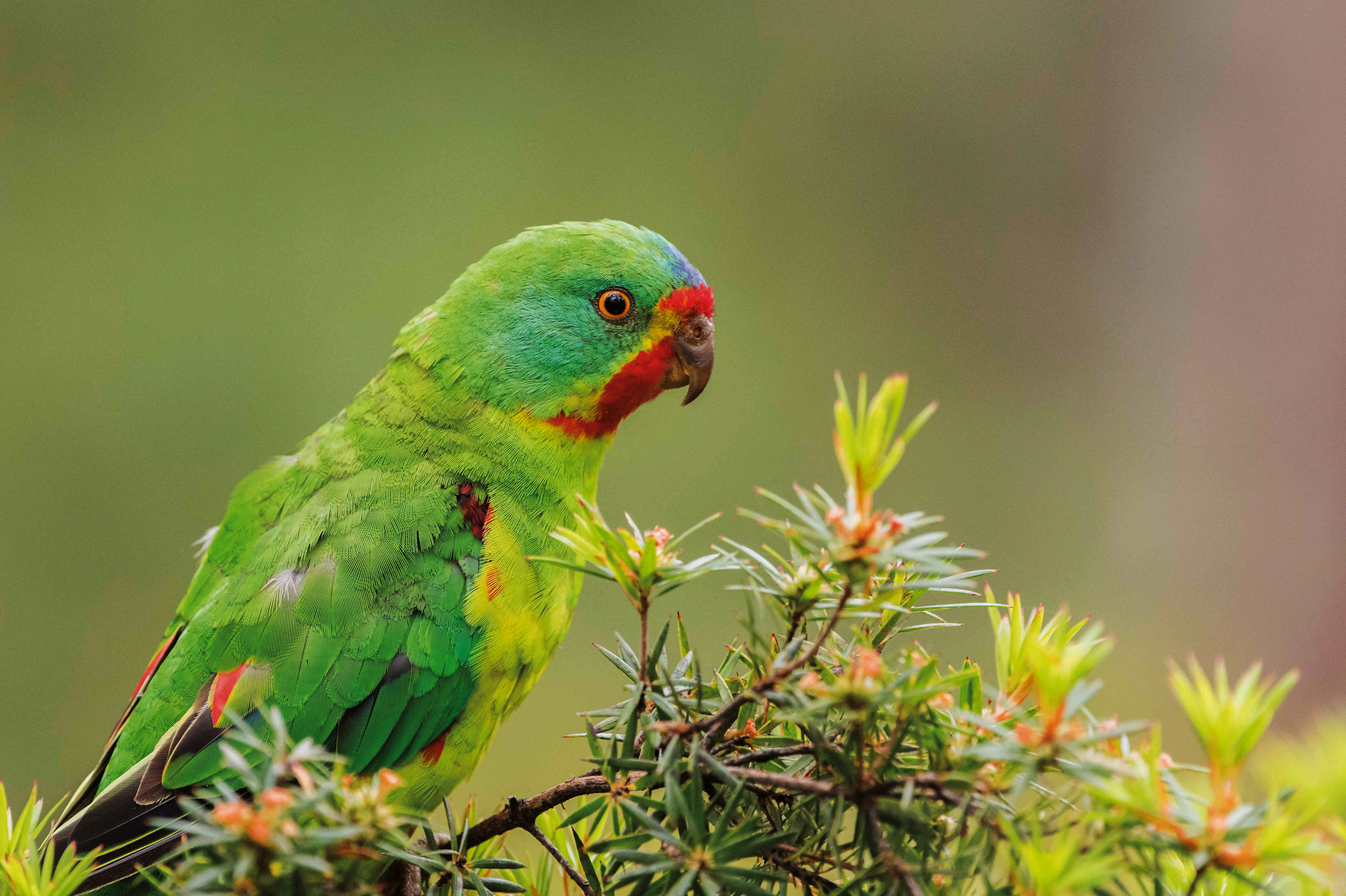 A swift parrot.