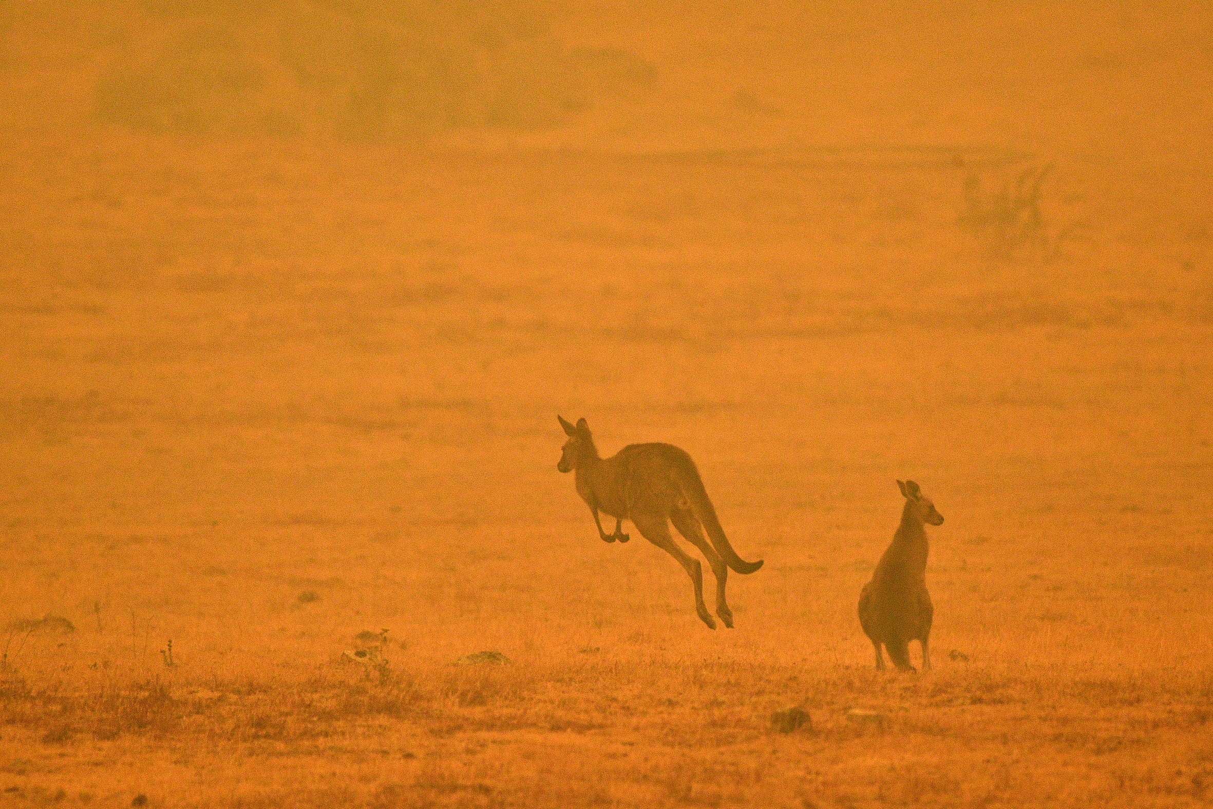 Kangaroos shrouded in smoke.