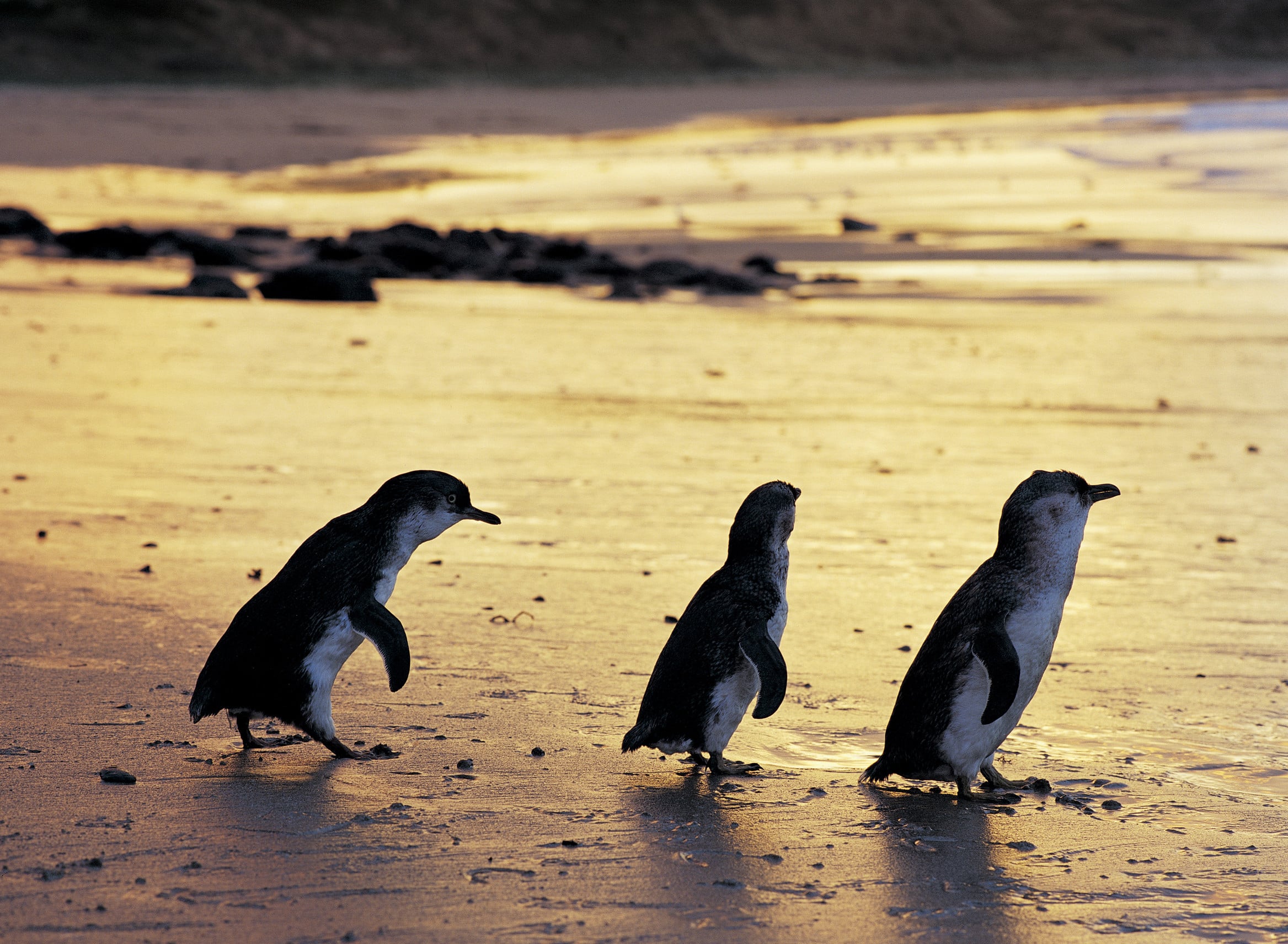 Little penguins at Phillip Island. 