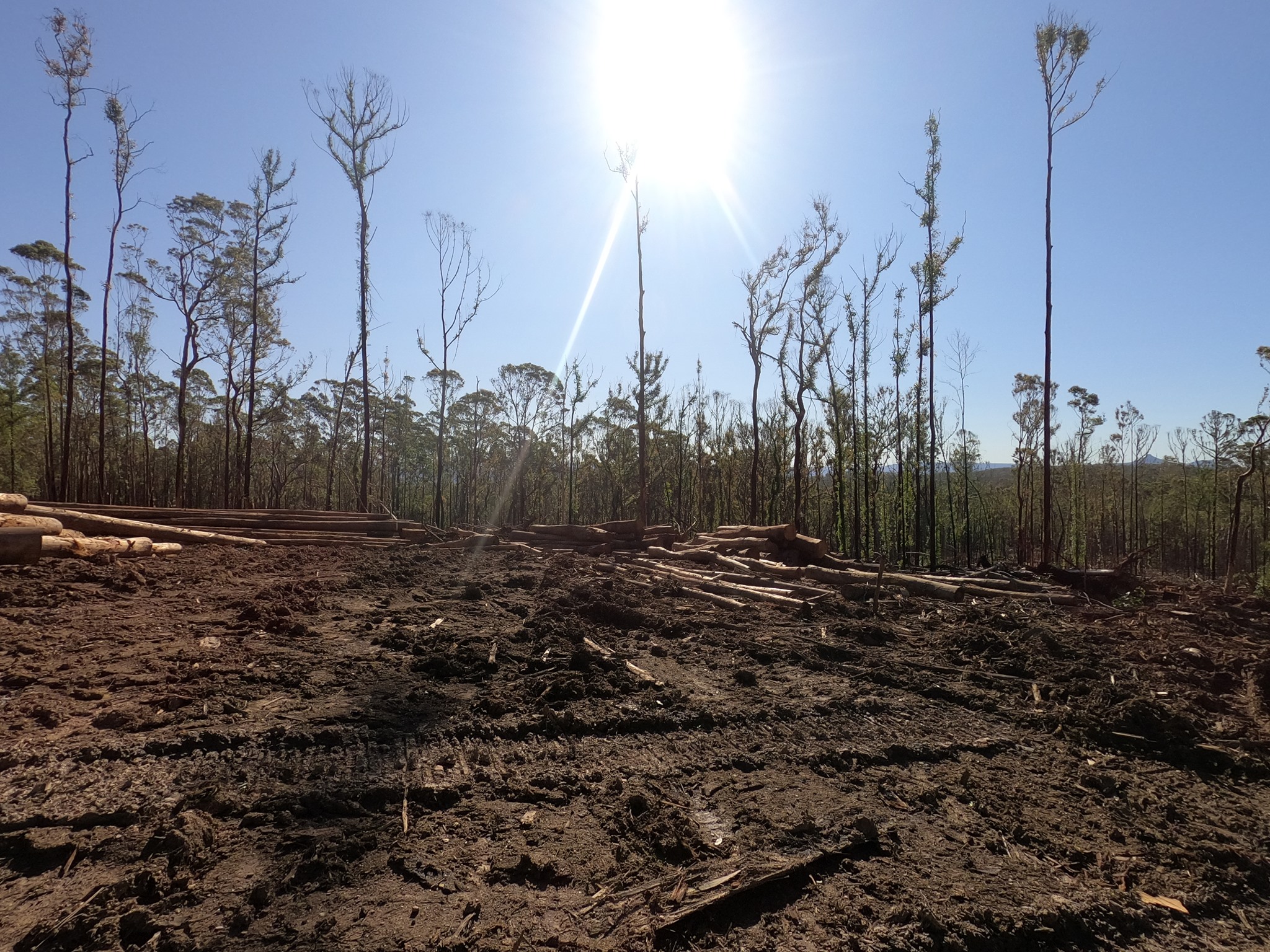 Logging after the Black Summer bushfires