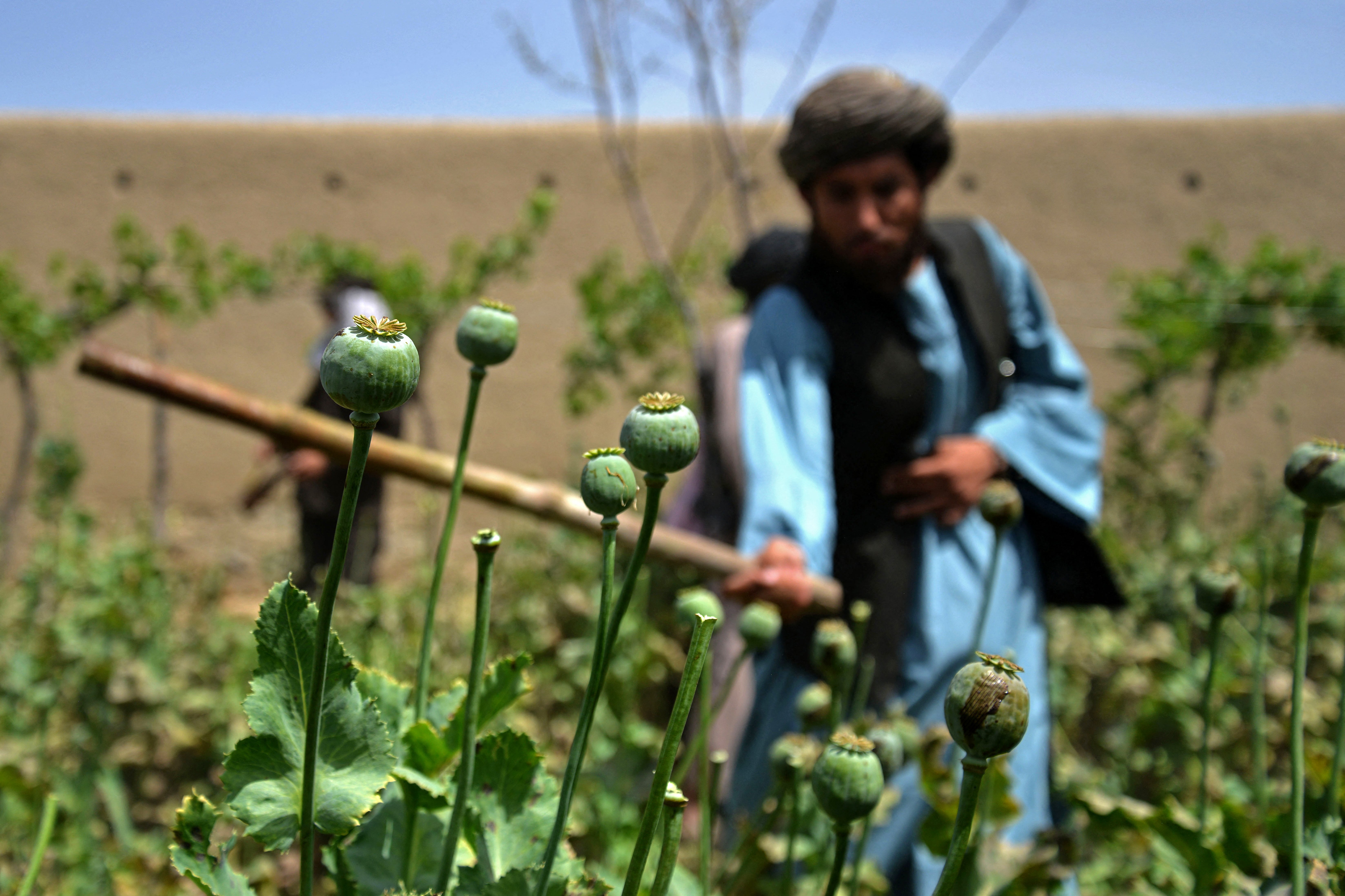 A Taliban official destroys an opium poppy plantation.