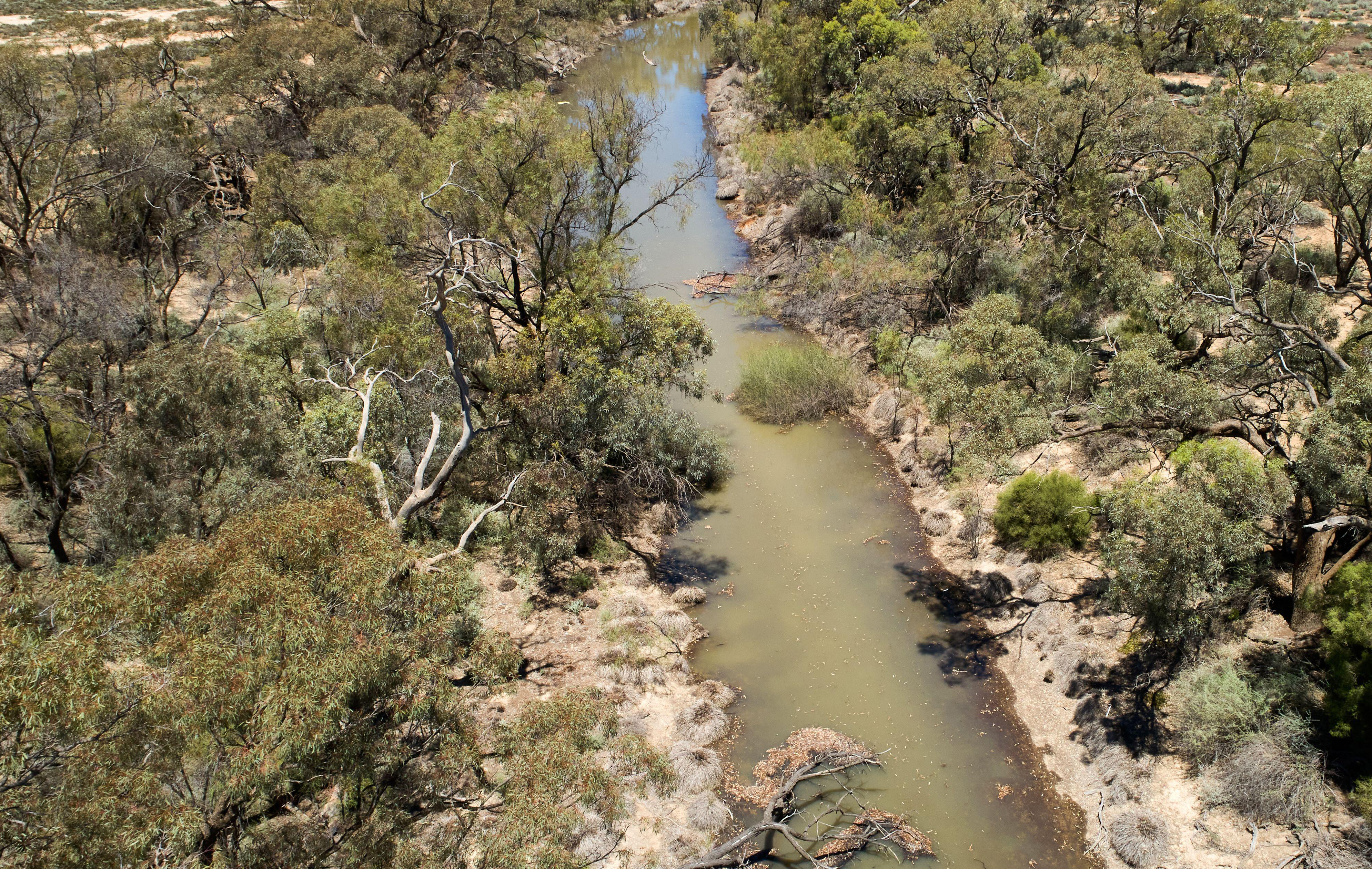 A narrow creek in Australian bushland.