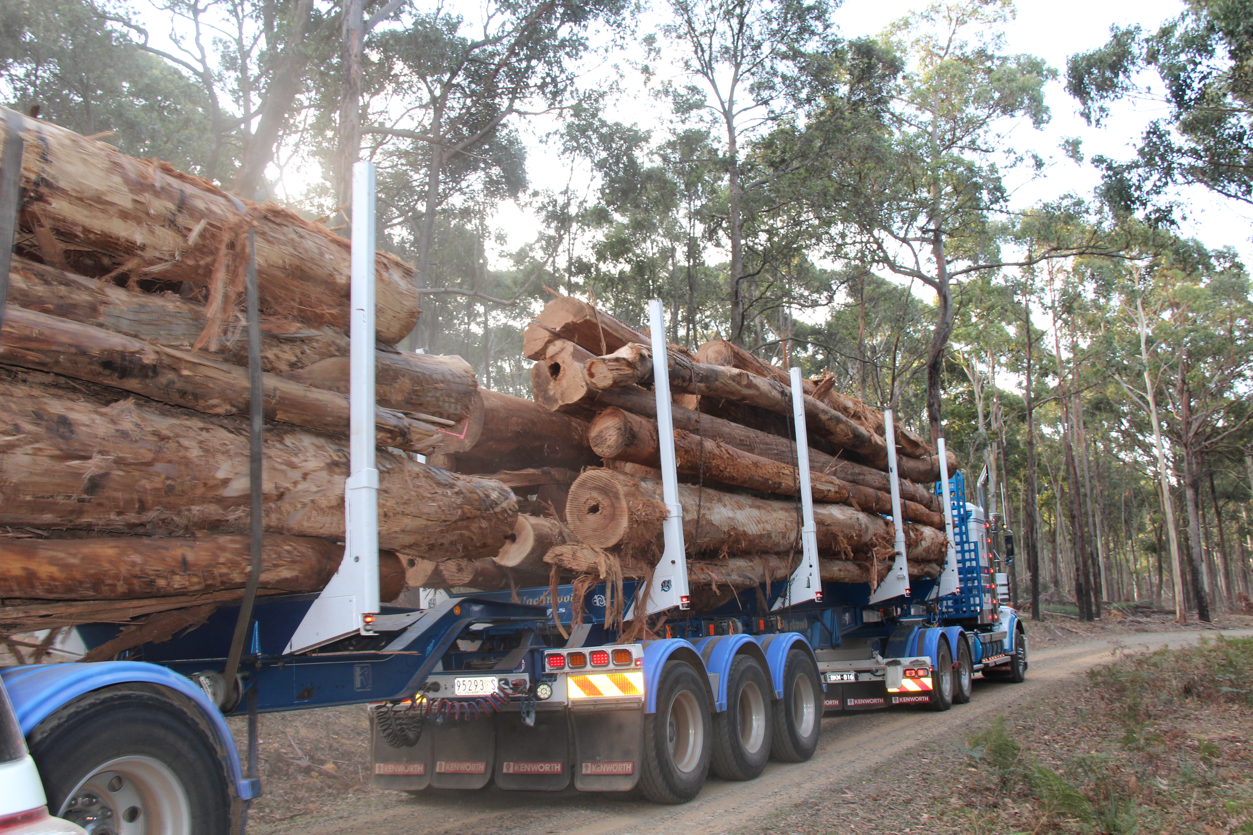 Logging trucks carrying native forest timber through Victoria’s Wombat State Forest.