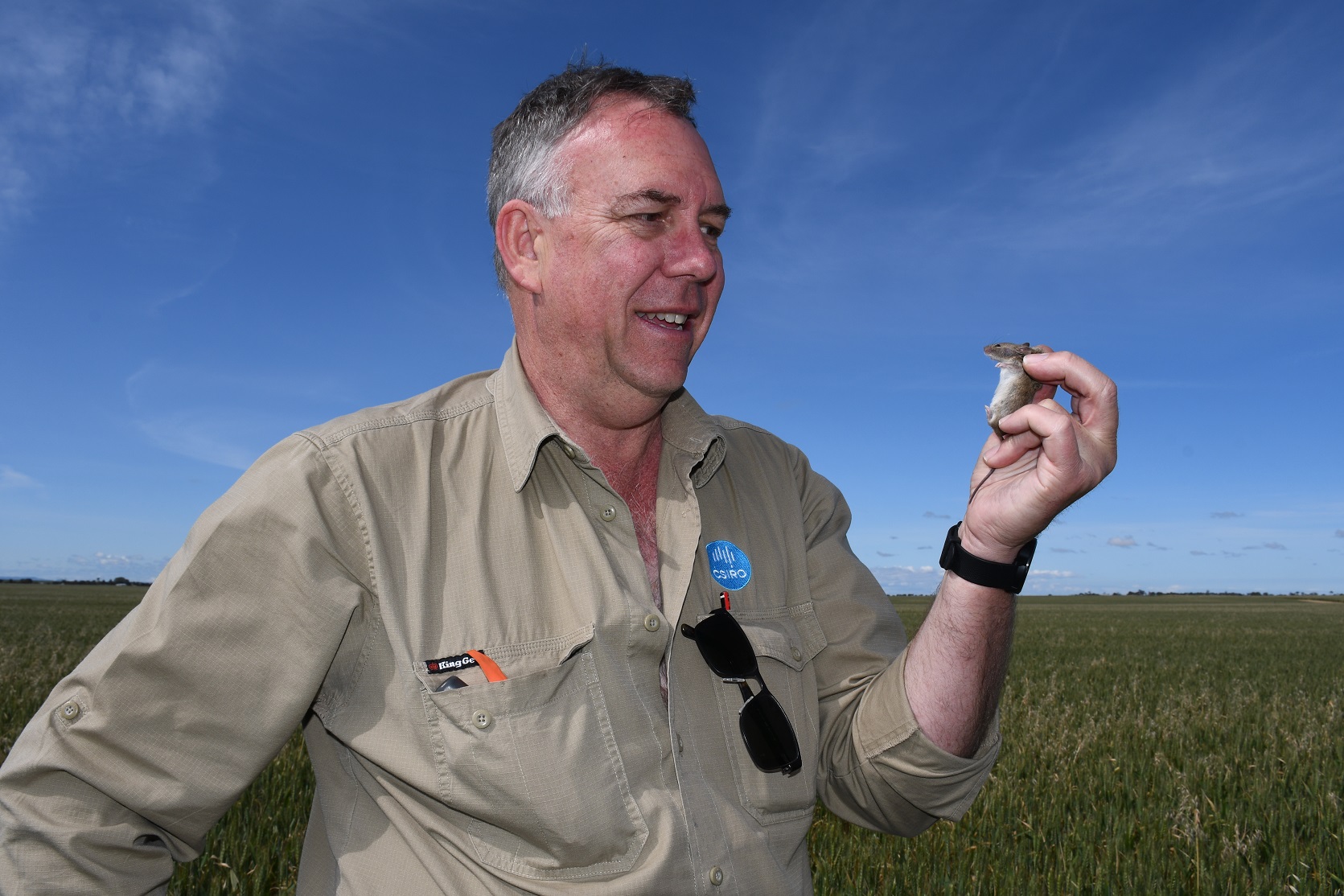 The mouse plague in NSW