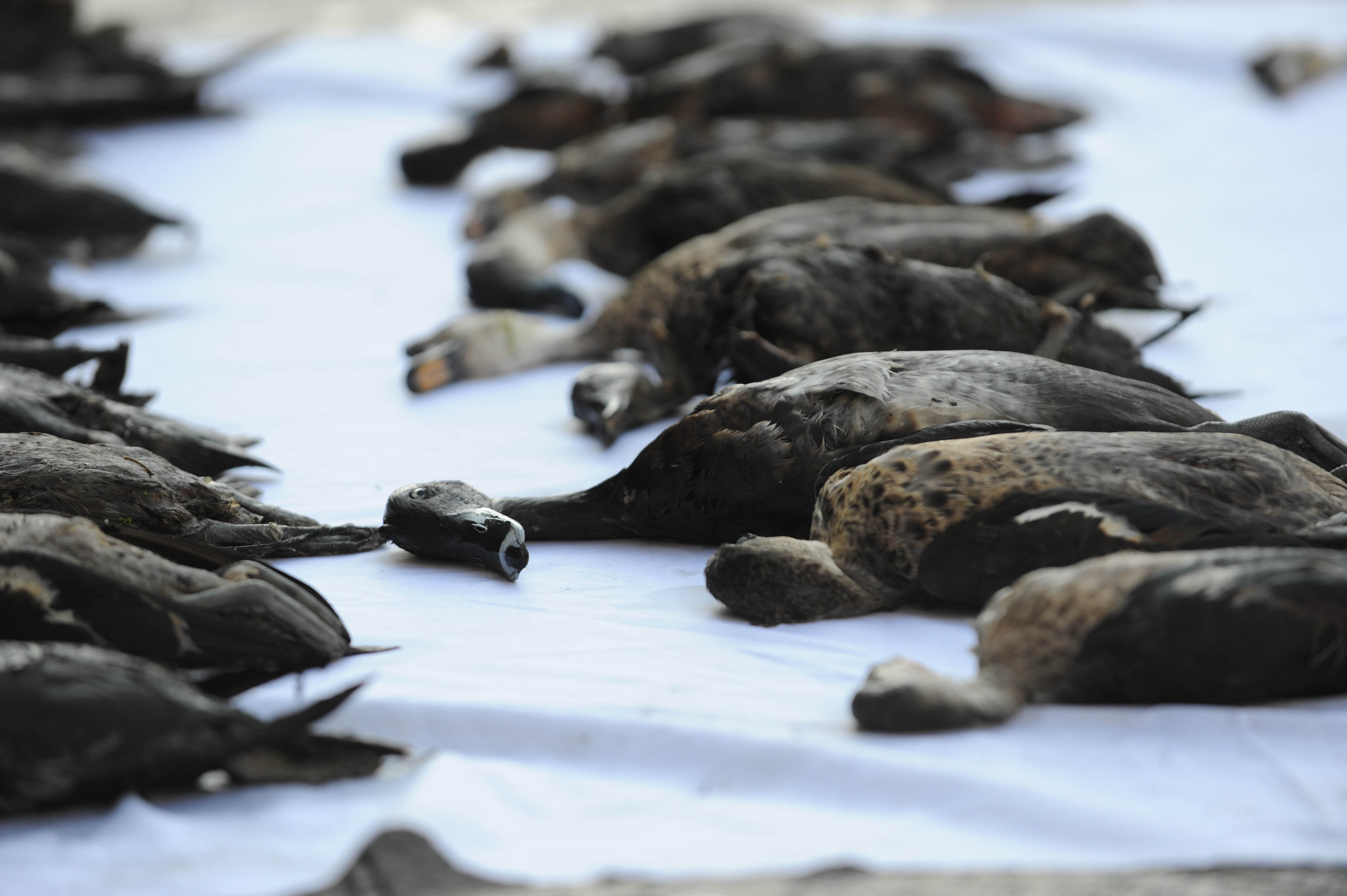 Victoria’s duck-hunting season sparks controversy
