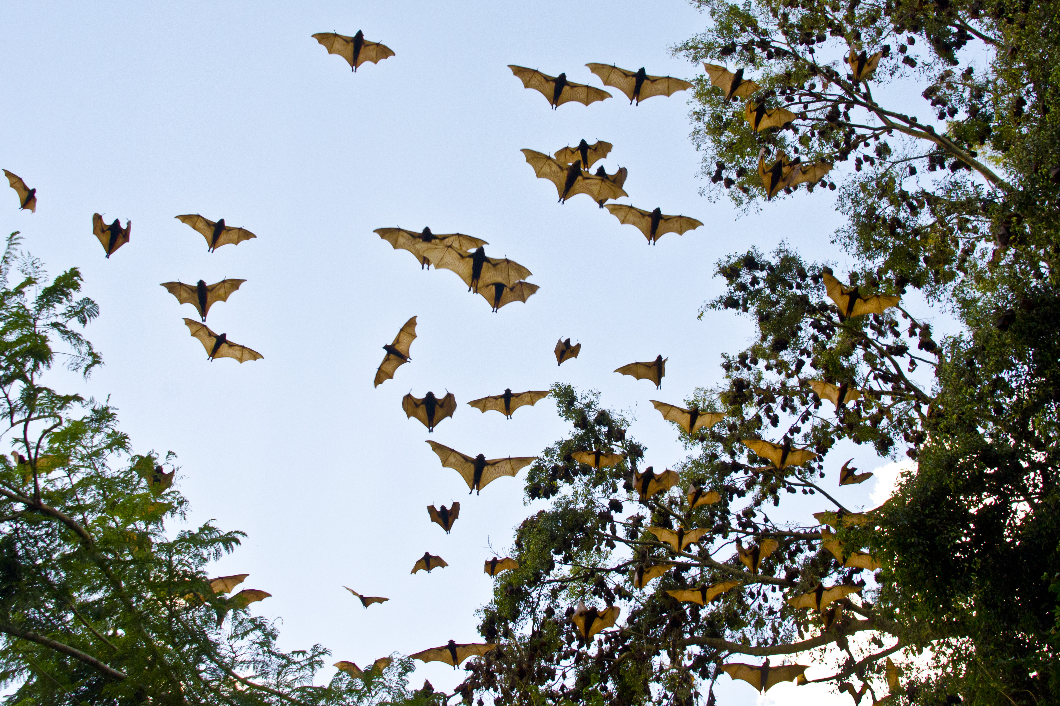 Migrating bat colonies wreak havoc in northern NSW