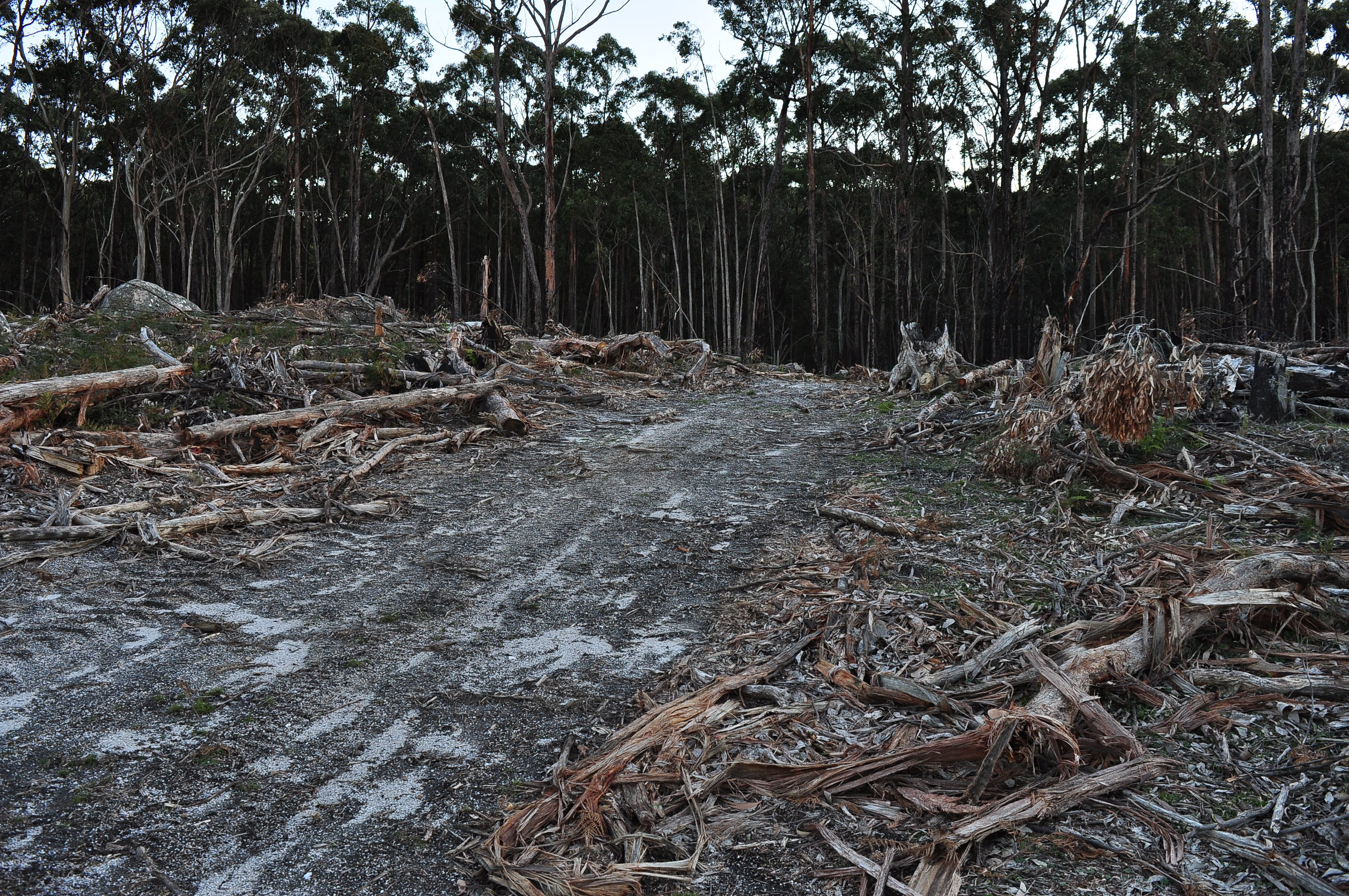 The fight to save Victoria’s last forests 