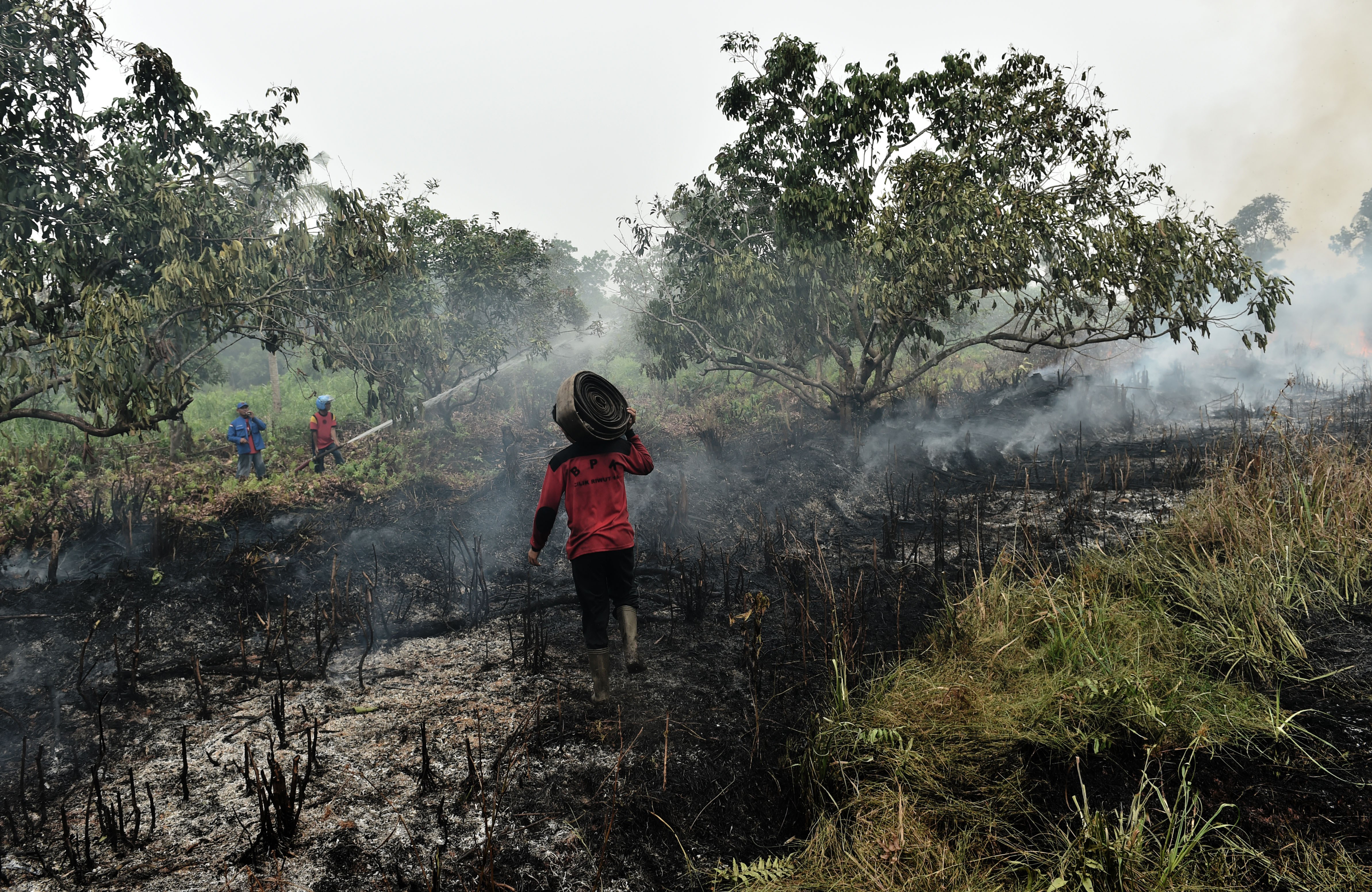 Palm oil plantations displace more than orang-utans