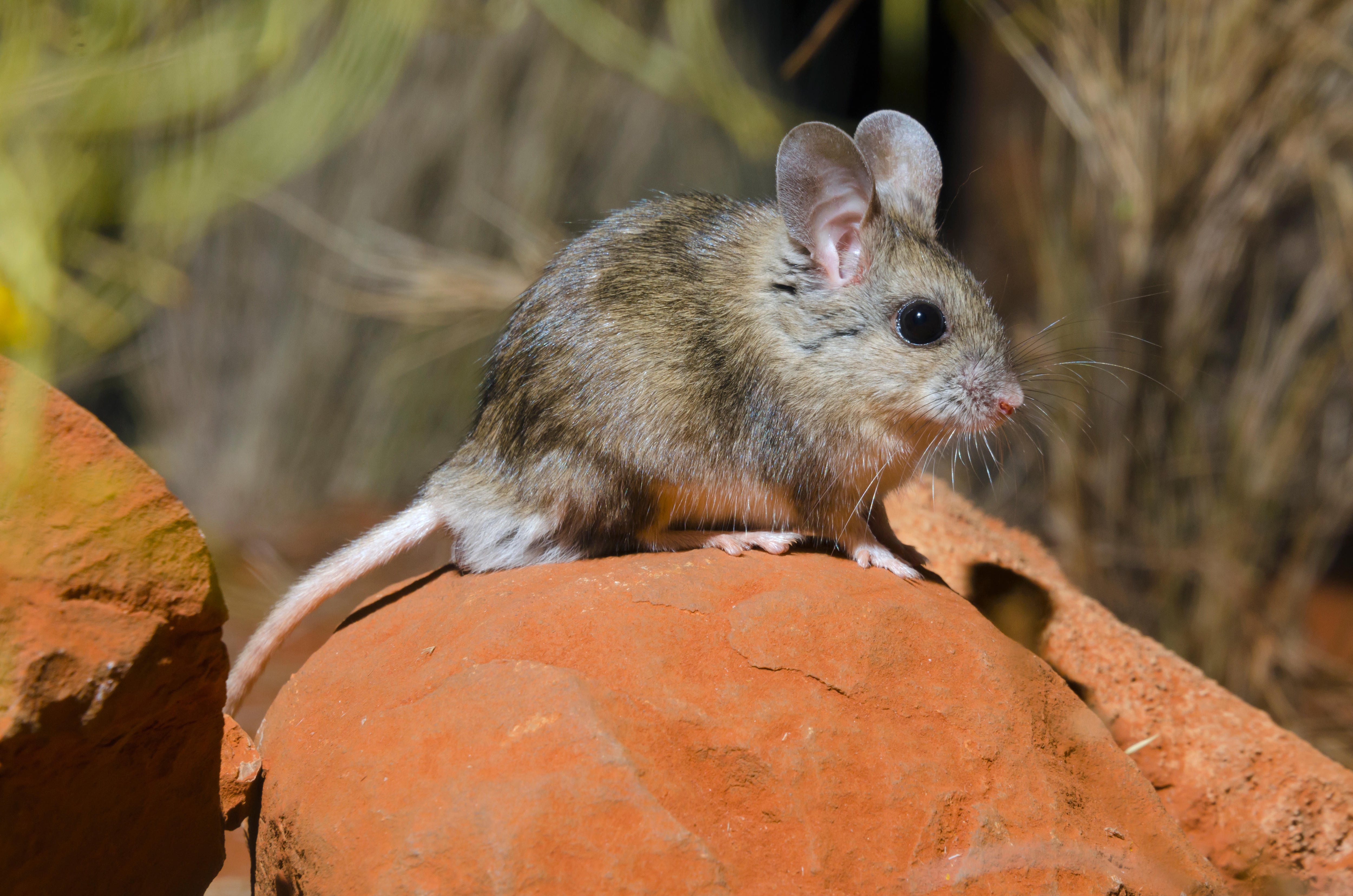 Guarding vulnerable Australian species