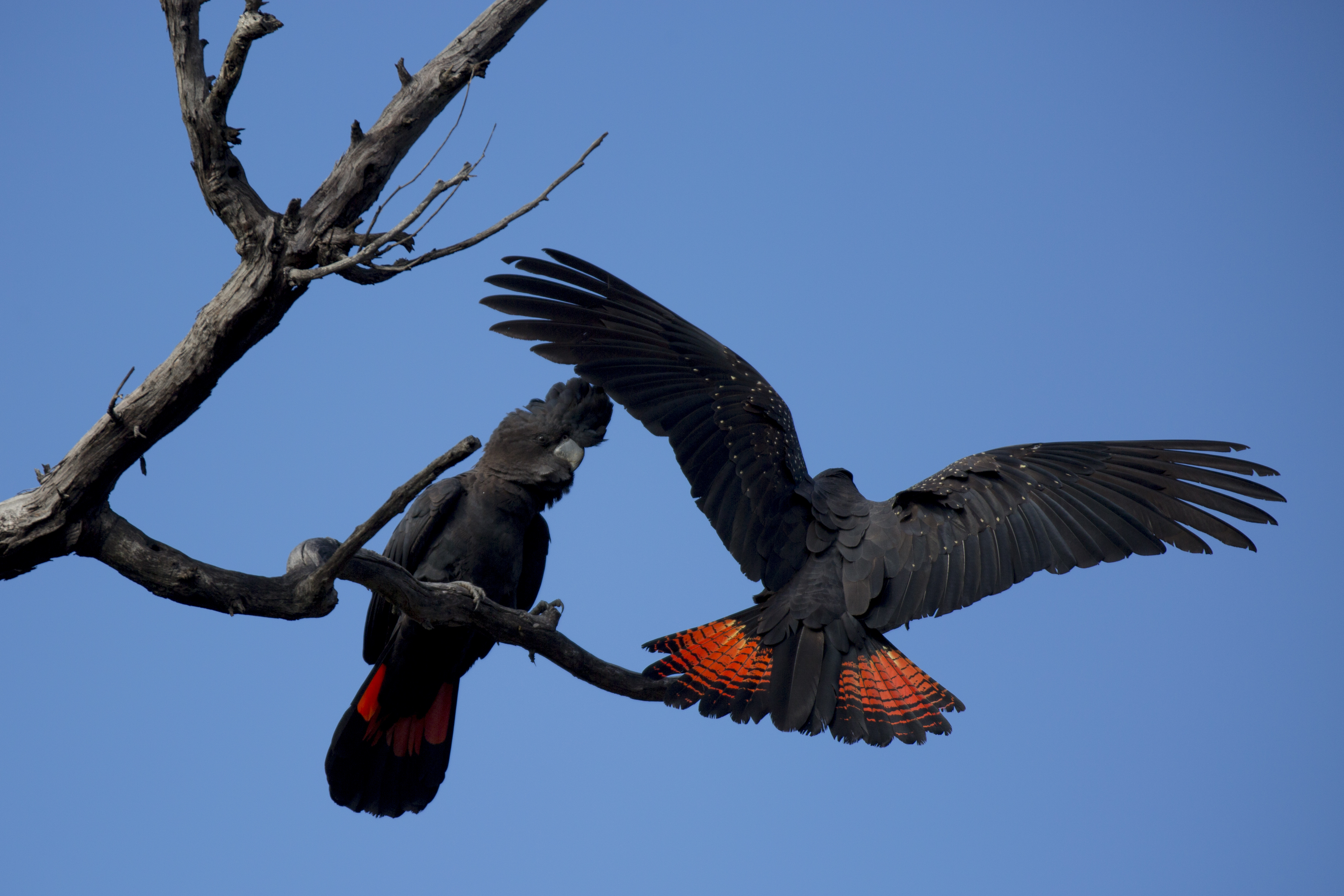 The battle to save WA’s endangered black cockatoos