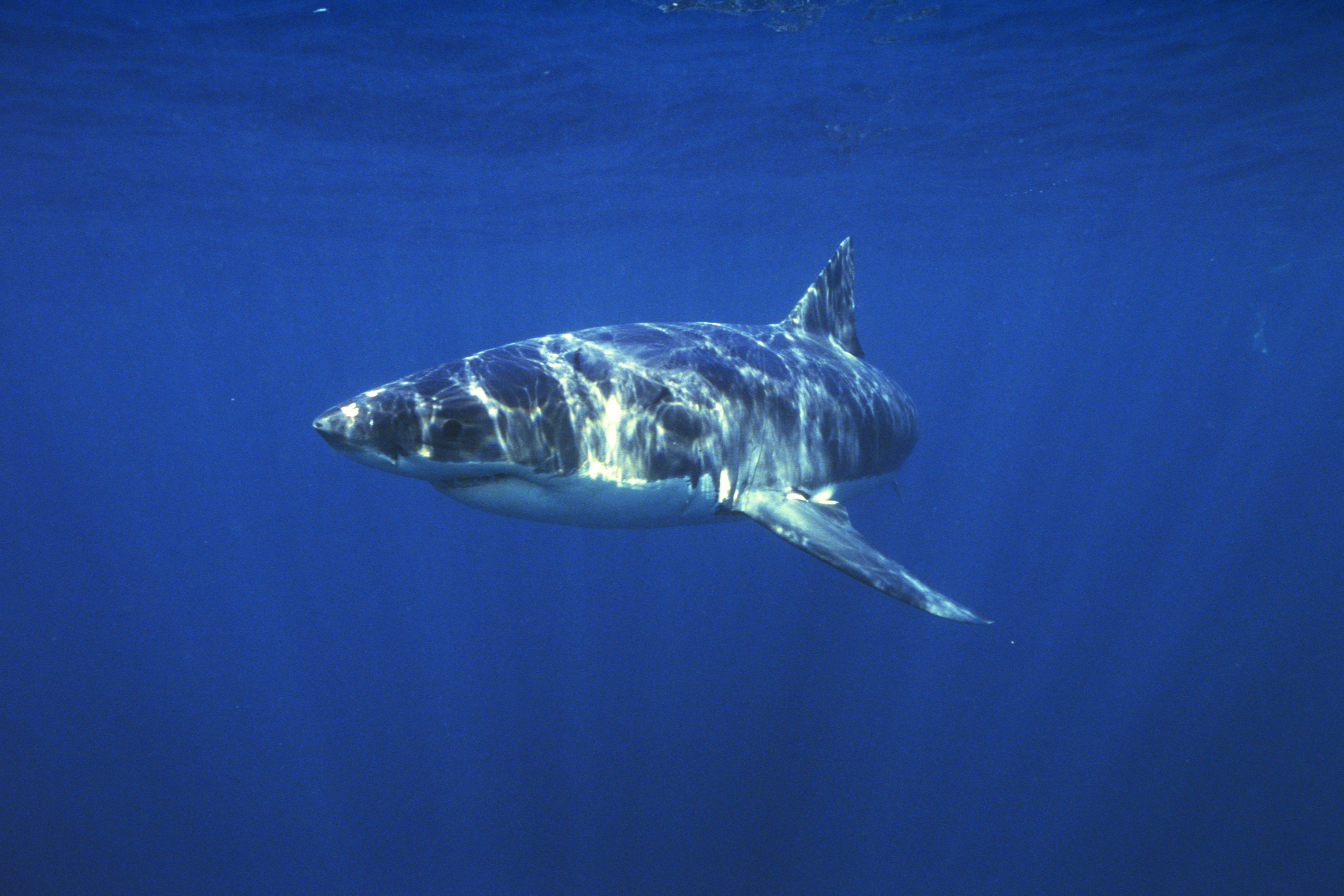 Global shark experts meet in Sydney to discuss rising attacks 