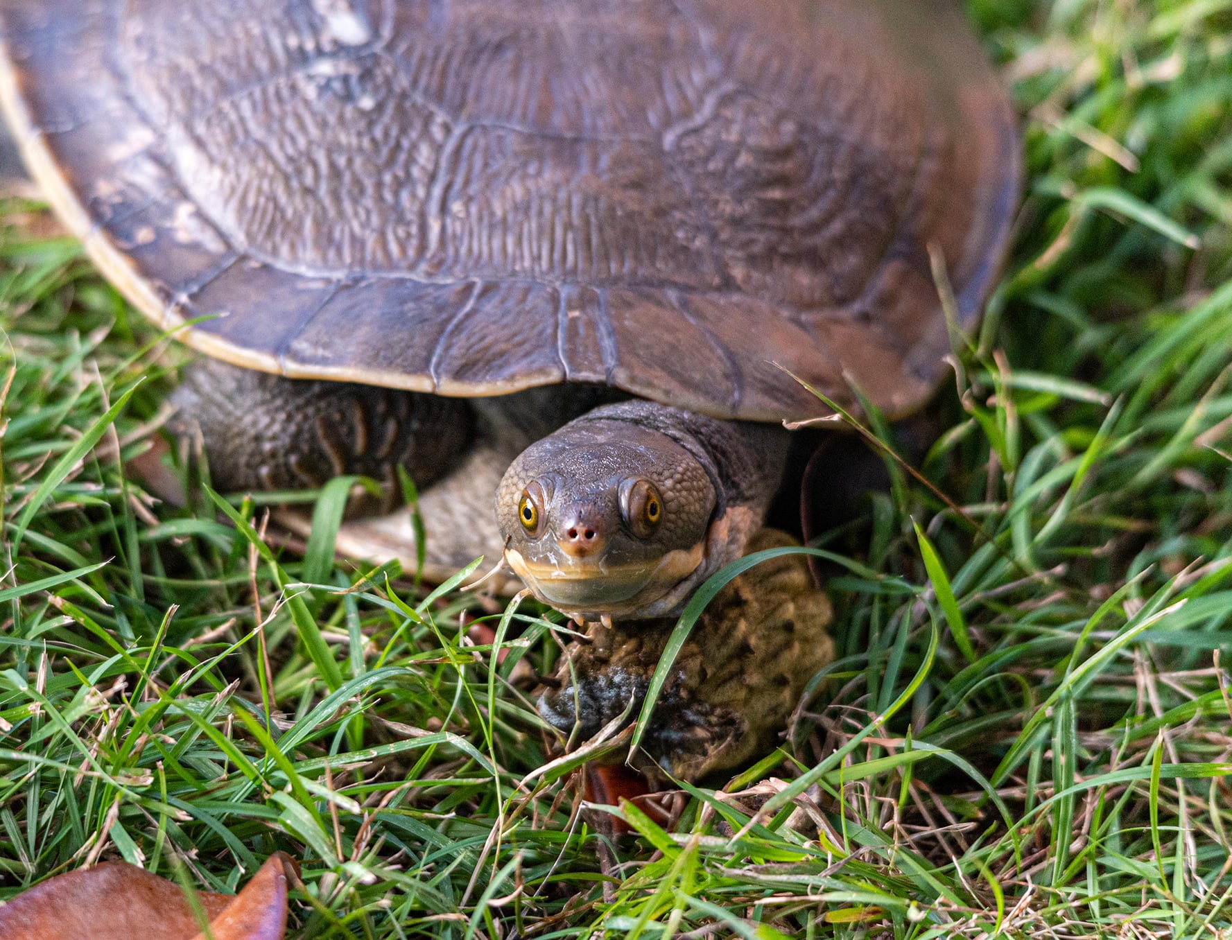 A turtle resting on a bed of green grass.