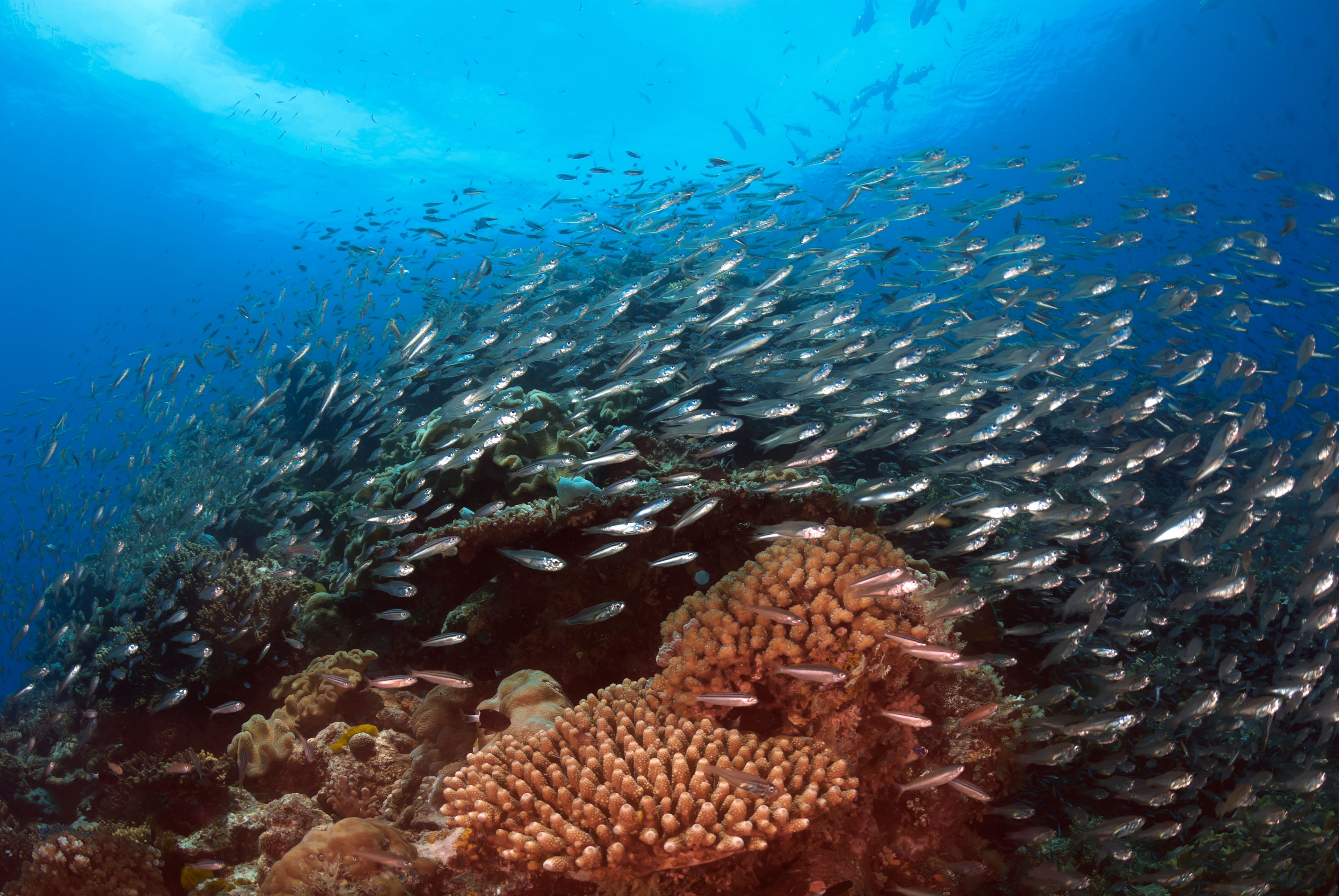 Govt acts to reassure World Heritage committee on Reef
