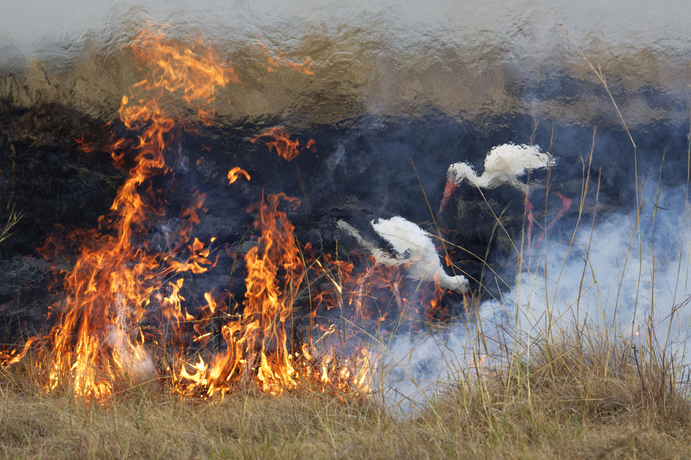 Elza Friedländer’s Firebirds is one of the 100 photographs in the Wildlife Photographer of the Year exhibition.