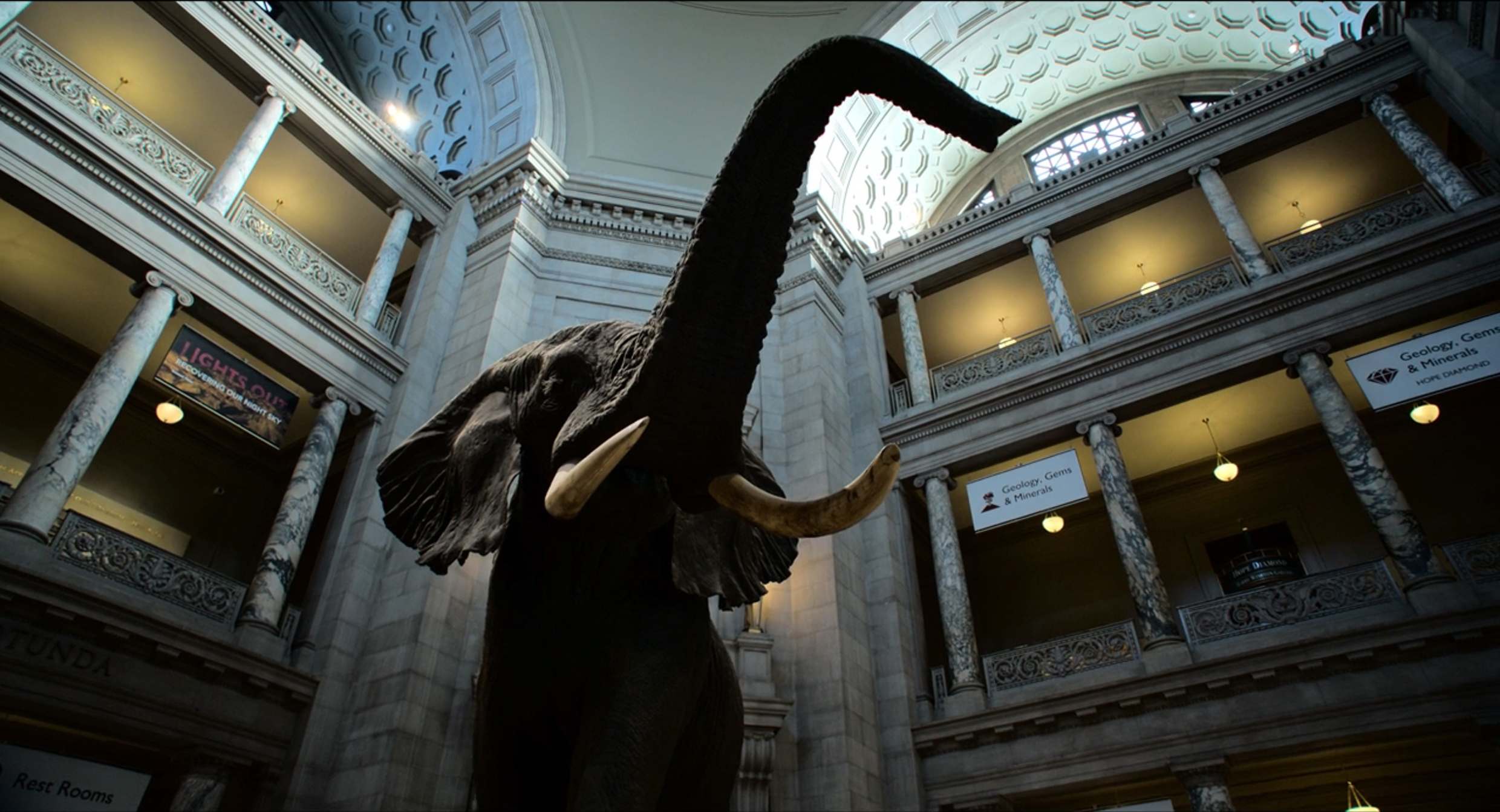 Henry at the Smithsonian’s natural history museum.