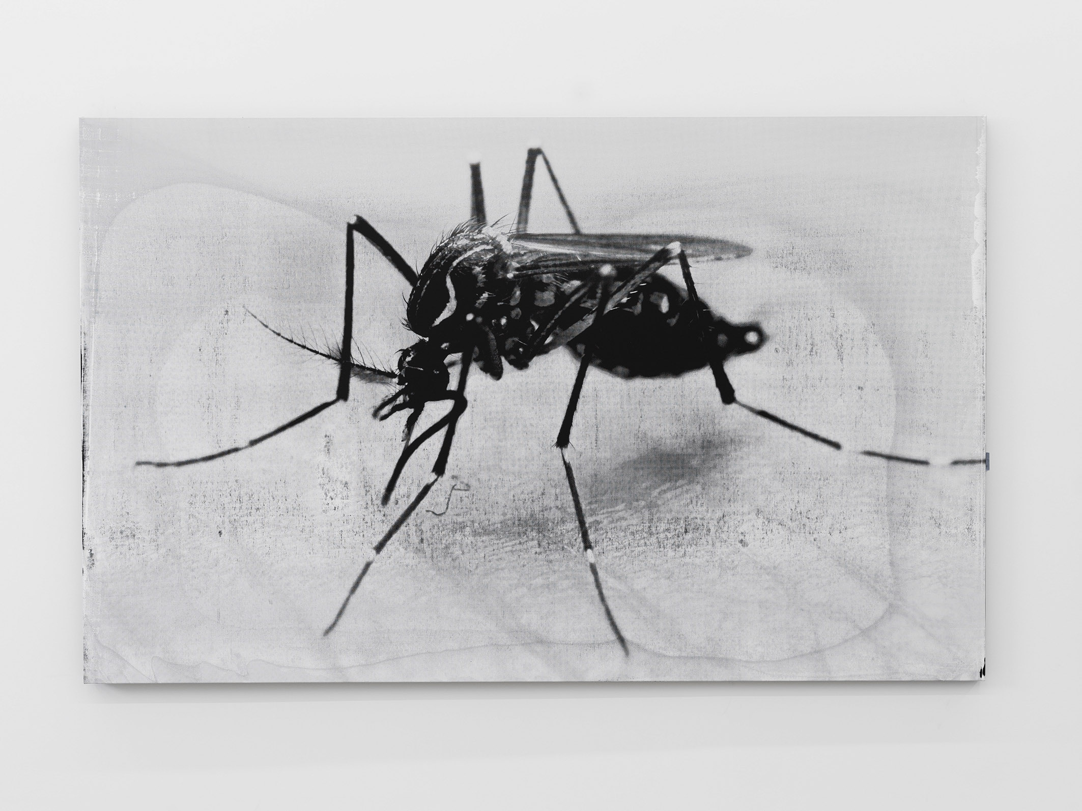 Detail of a mosquito in Marco Fusinato’s DESASTRES.