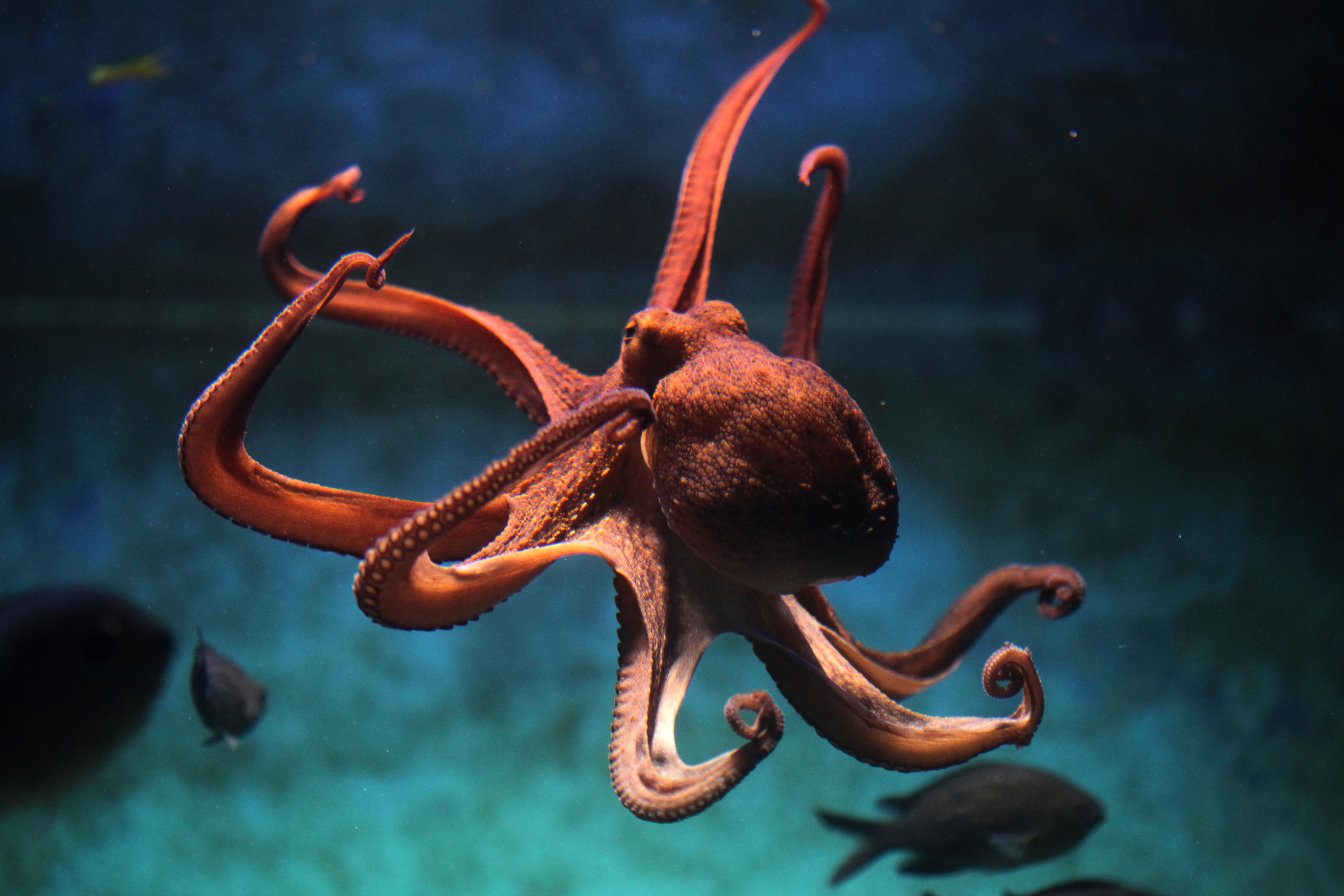 An octopus. 