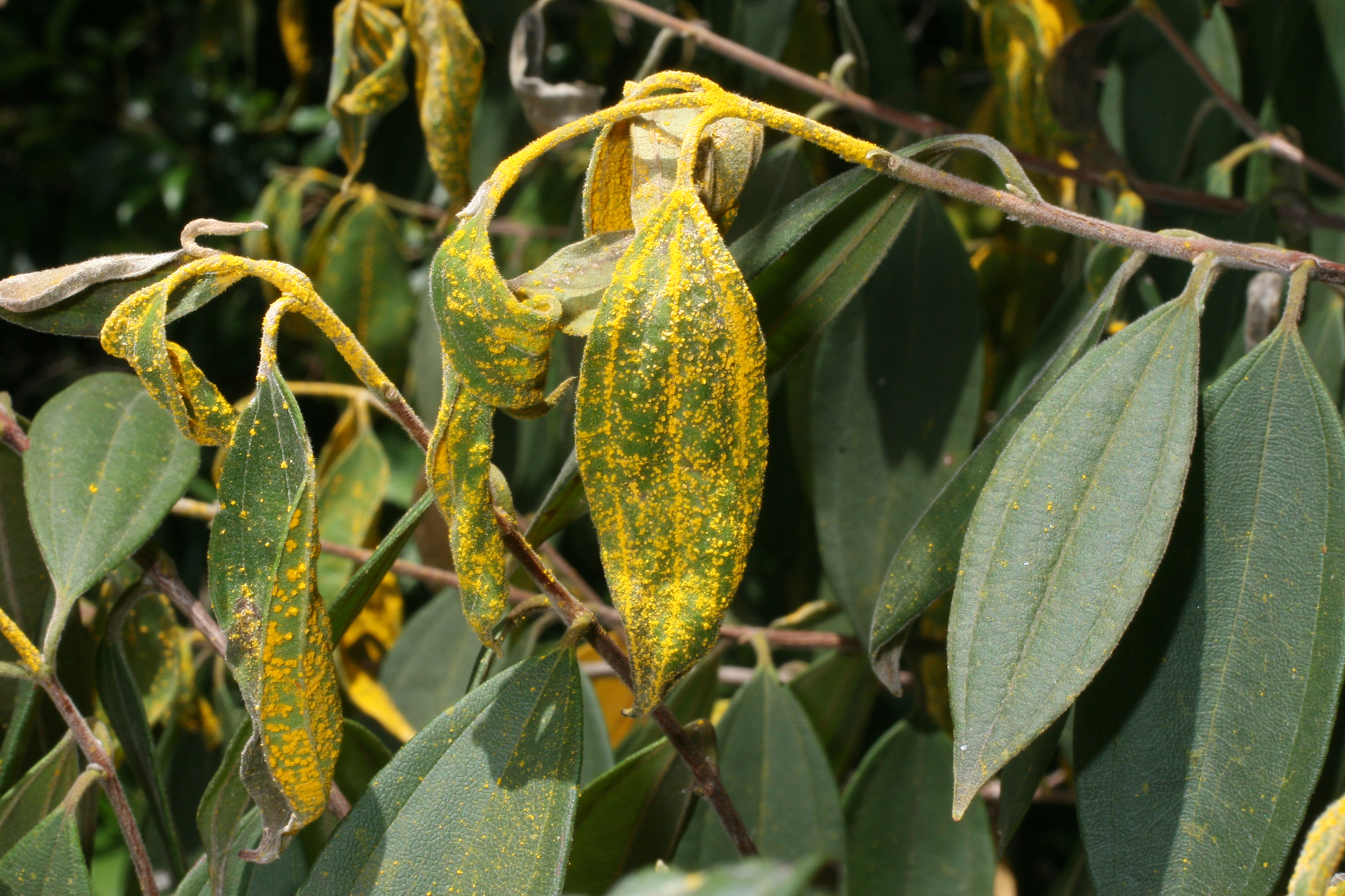 Tree disease threatens Australian forests