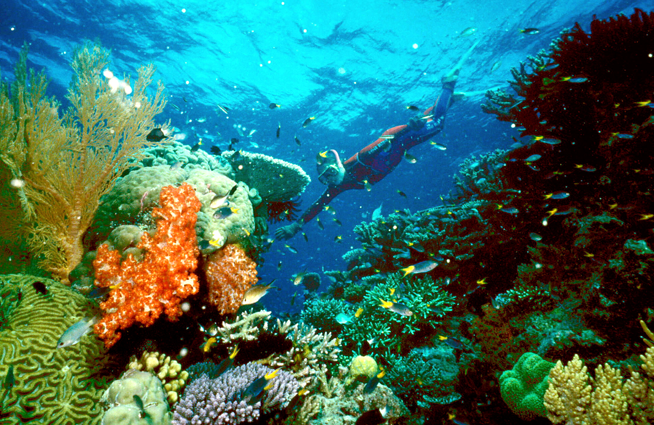 Great Barrier Reef dredging goes to federal court